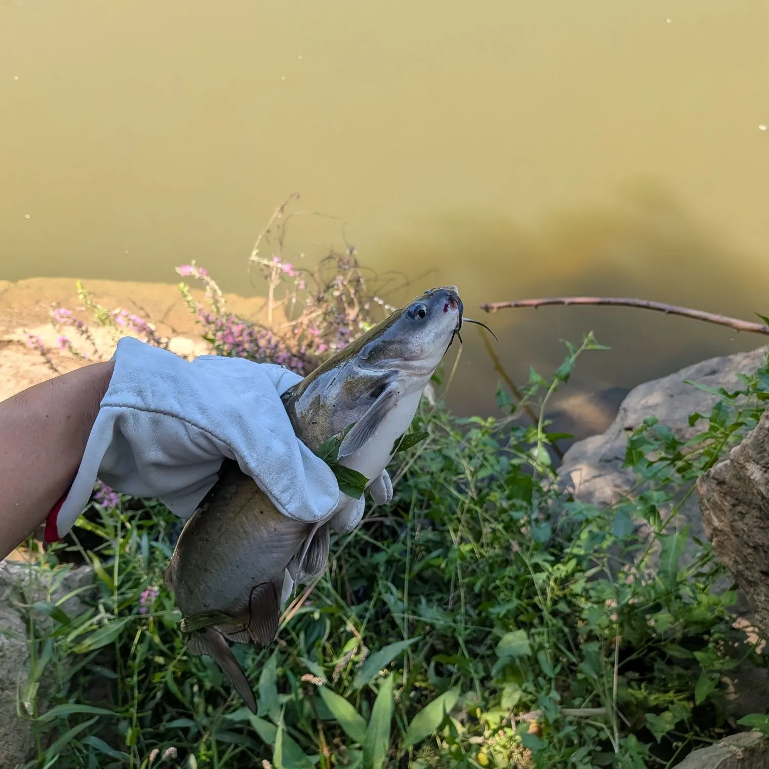 North African catfish caught on Fishbrain