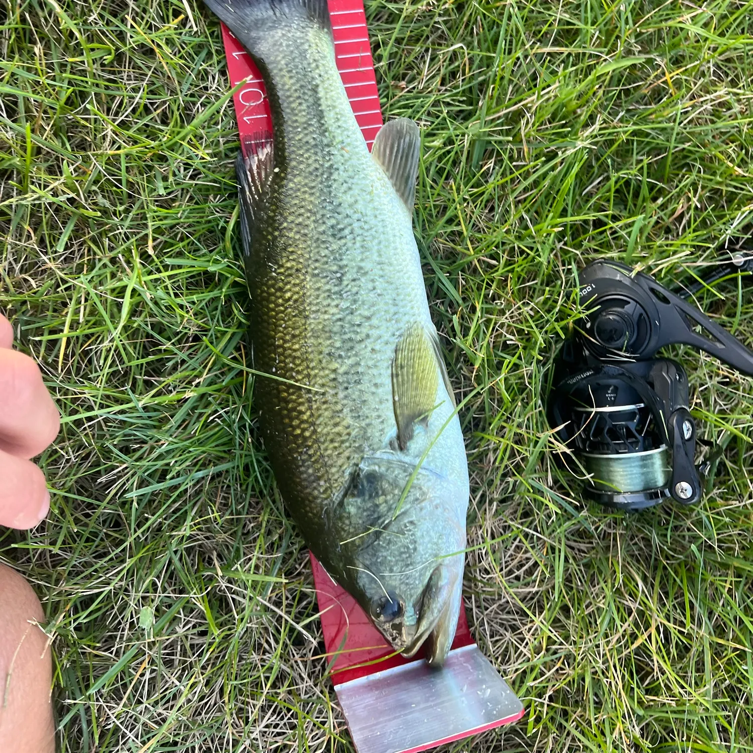 Largemouth bass caught on Fishbrain
