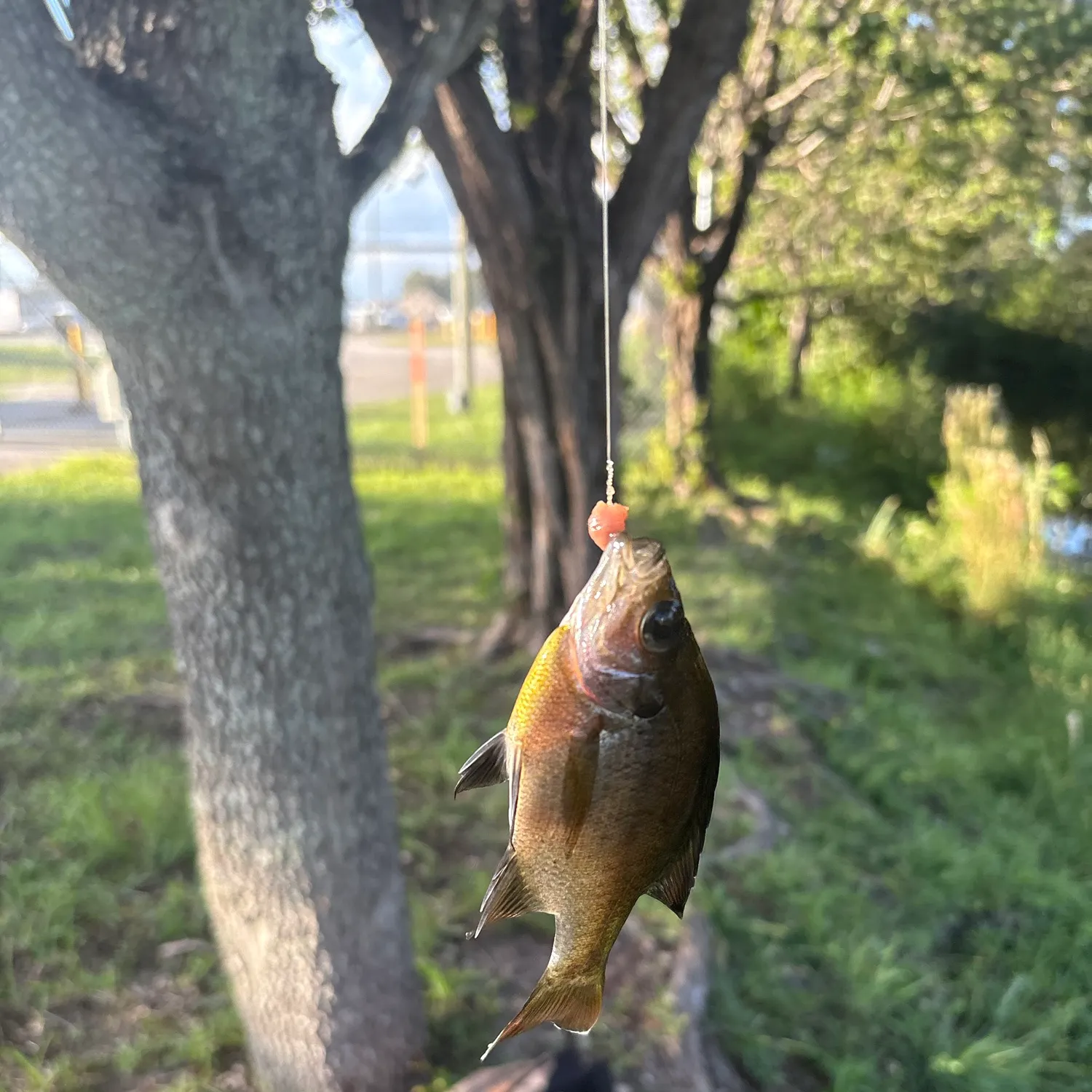 Bluegill caught on Fishbrain