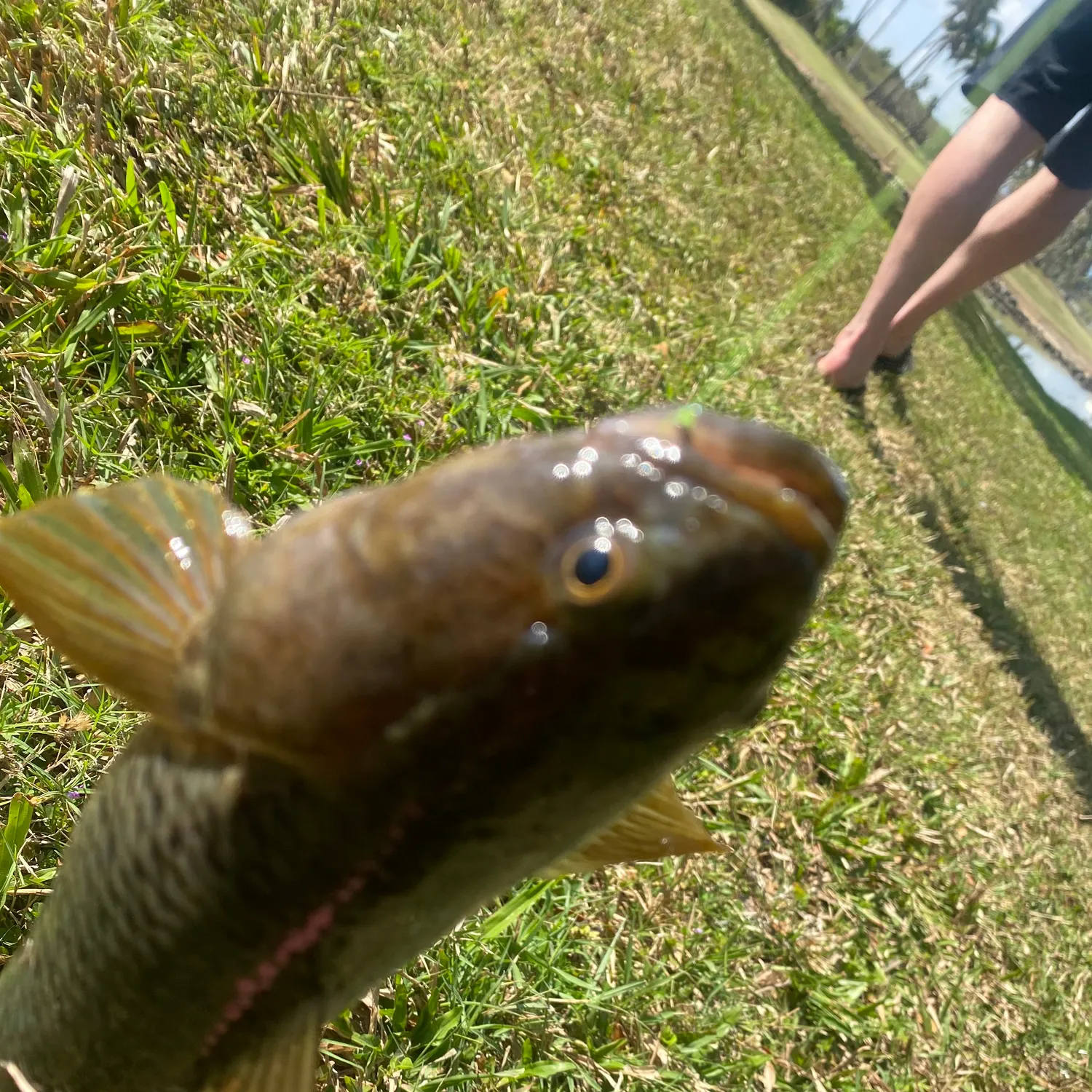 The most recent Striped snakehead catches on Fishbrain