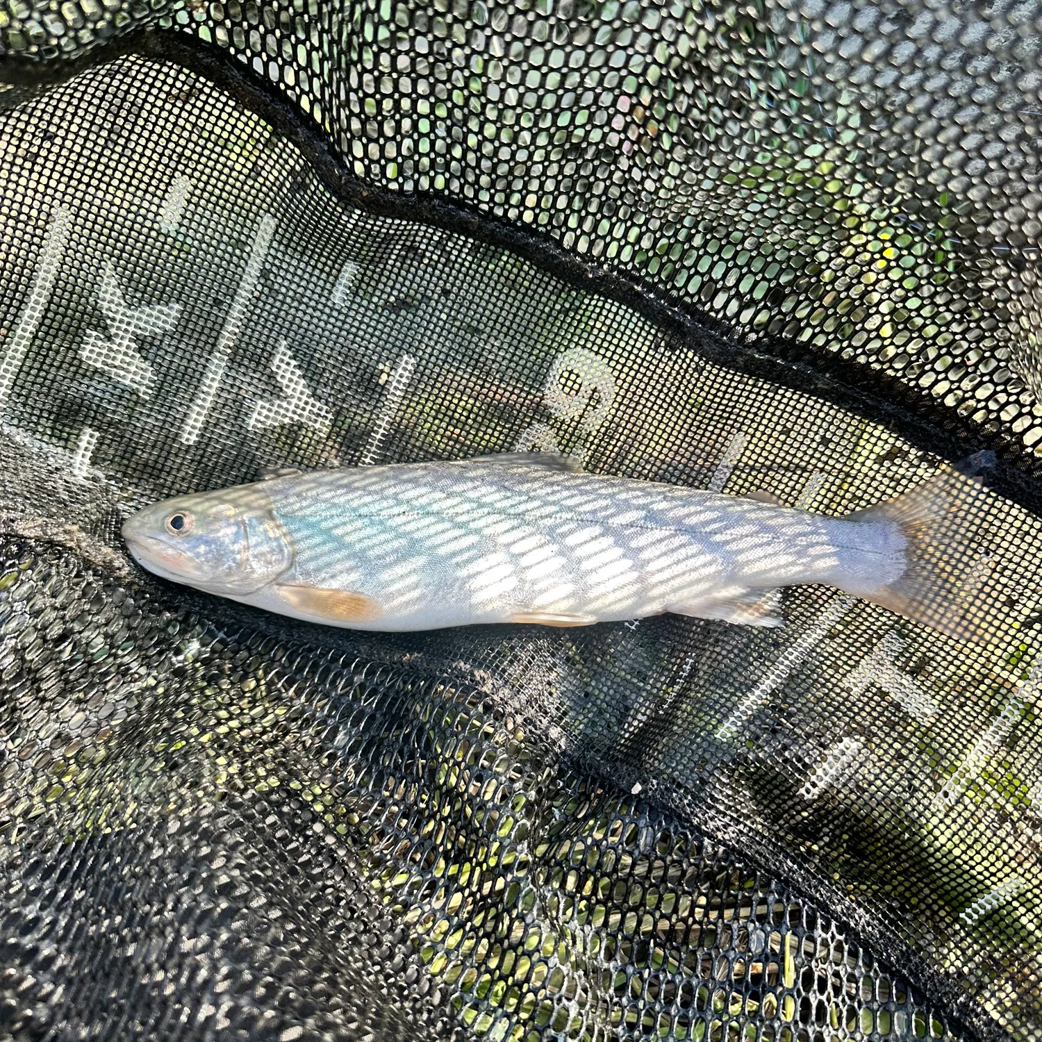 The most recent Dolly varden catches on Fishbrain
