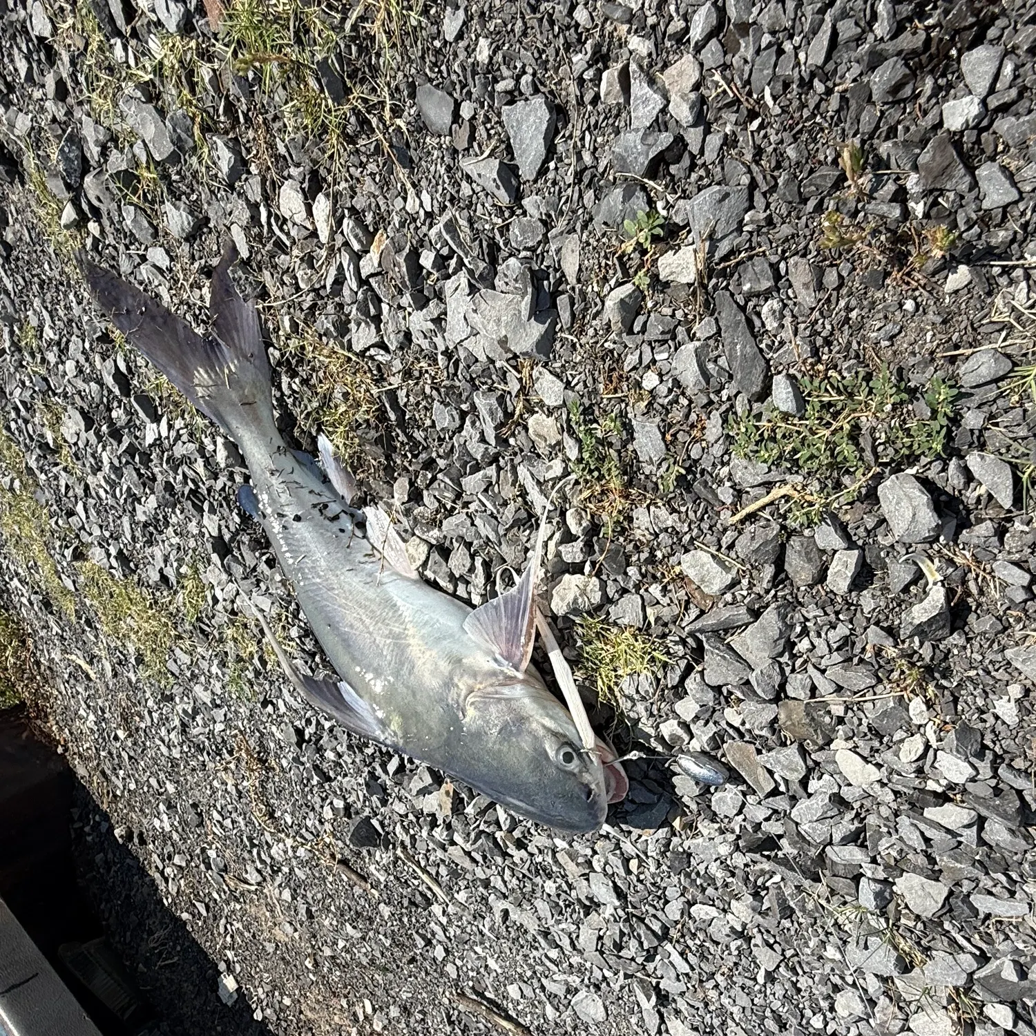 Gafftopsail sea catfish caught on Fishbrain