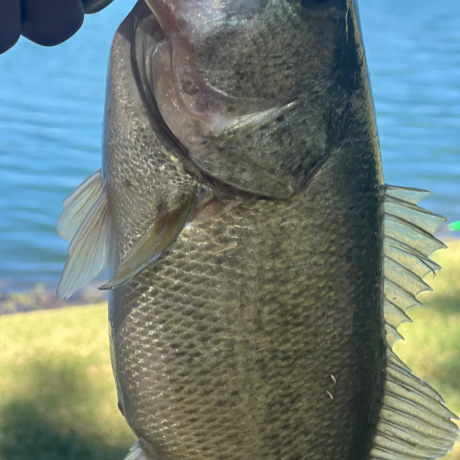 Fish caught on Fishbrain