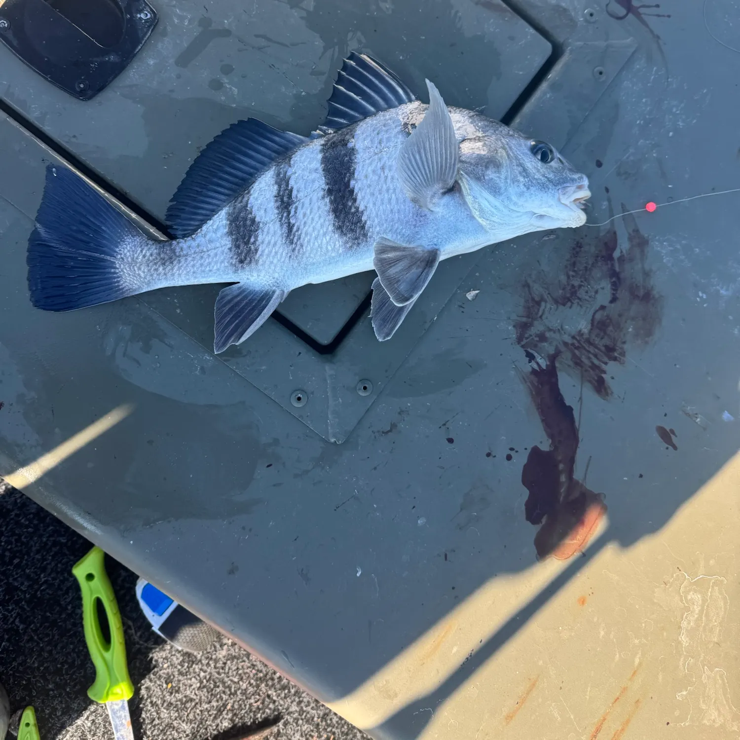 Black drum caught on Fishbrain