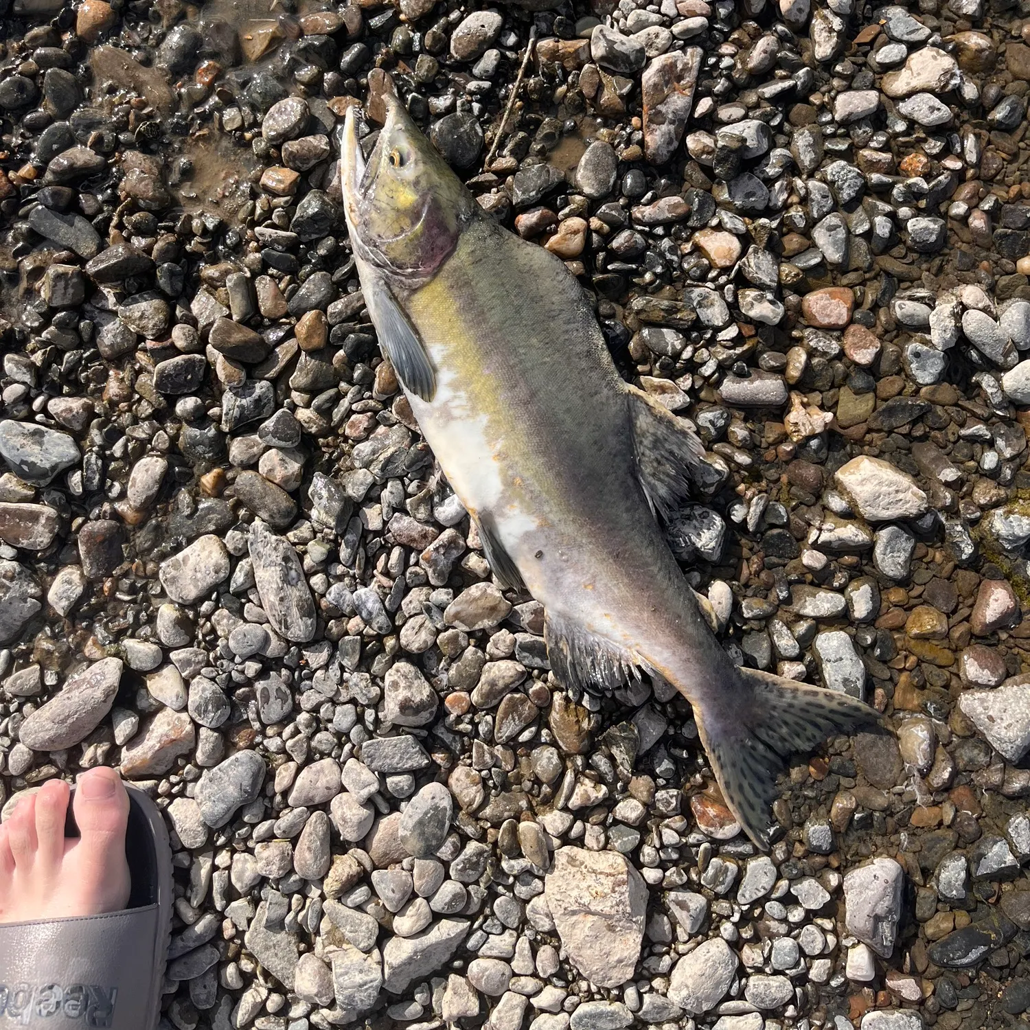 The most recent Pink salmon catches on Fishbrain