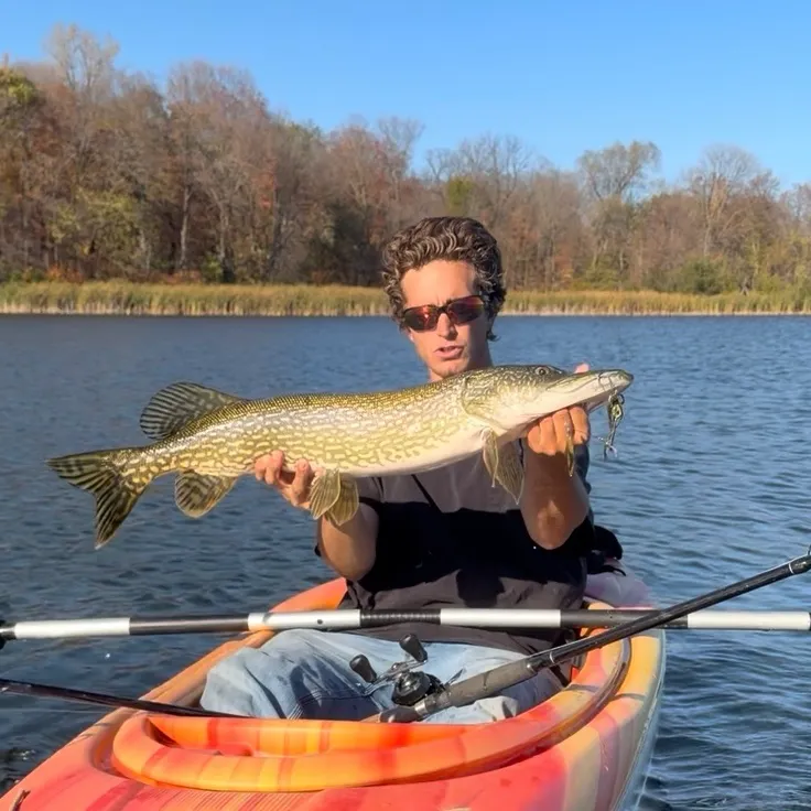 Northern pike caught on Fishbrain