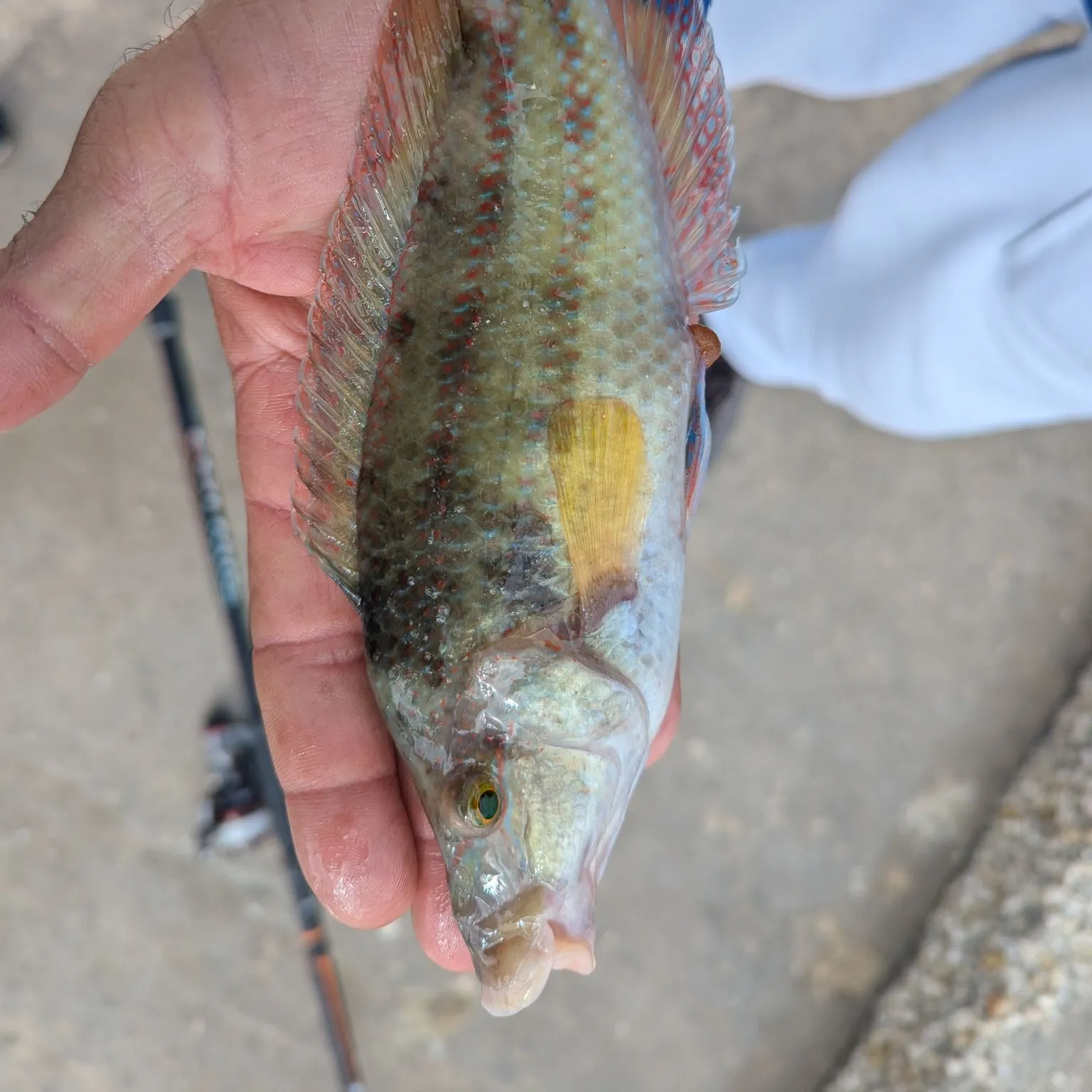 The most recent Ballan wrasse catches on Fishbrain
