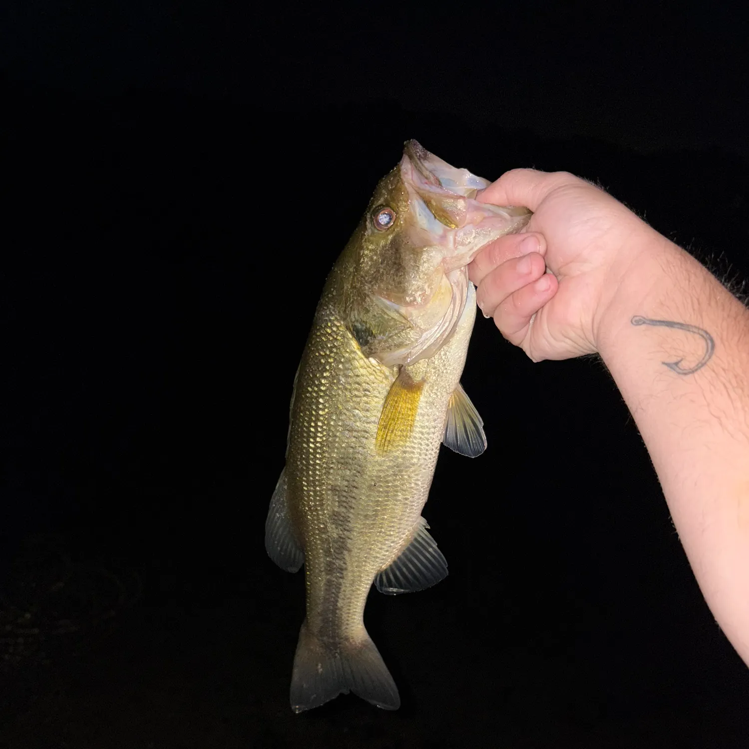 Largemouth bass caught on Fishbrain