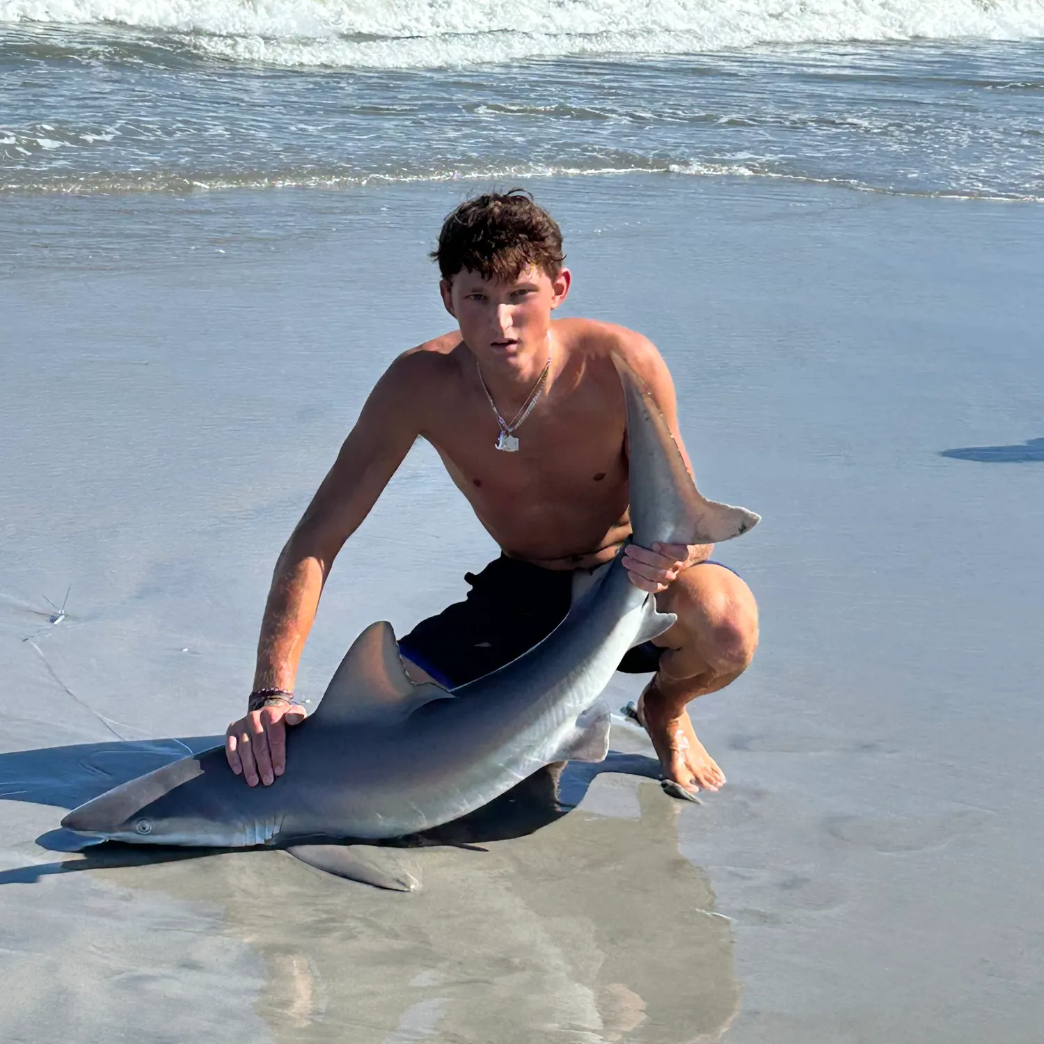 The most recent Sandbar shark catches on Fishbrain