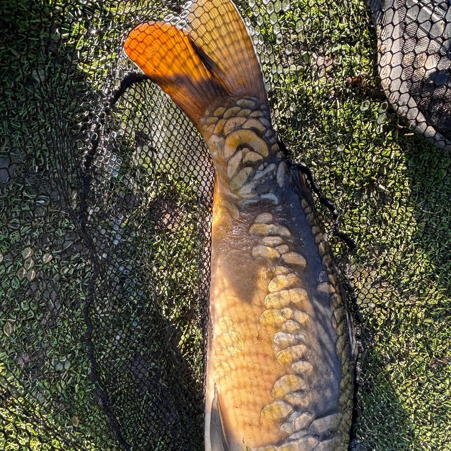 Mirror carp caught on Fishbrain