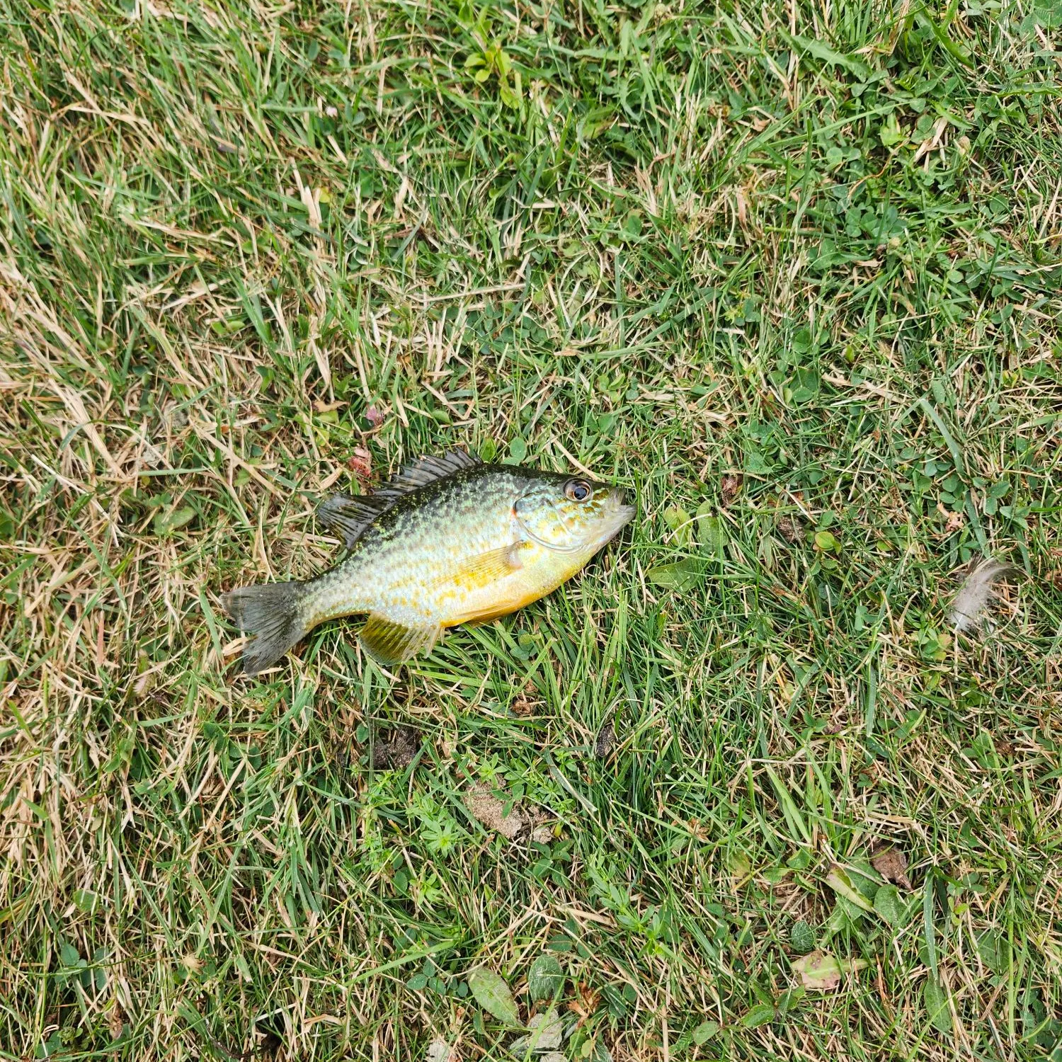 The most recent Pumpkinseed x green sunfish catches on Fishbrain