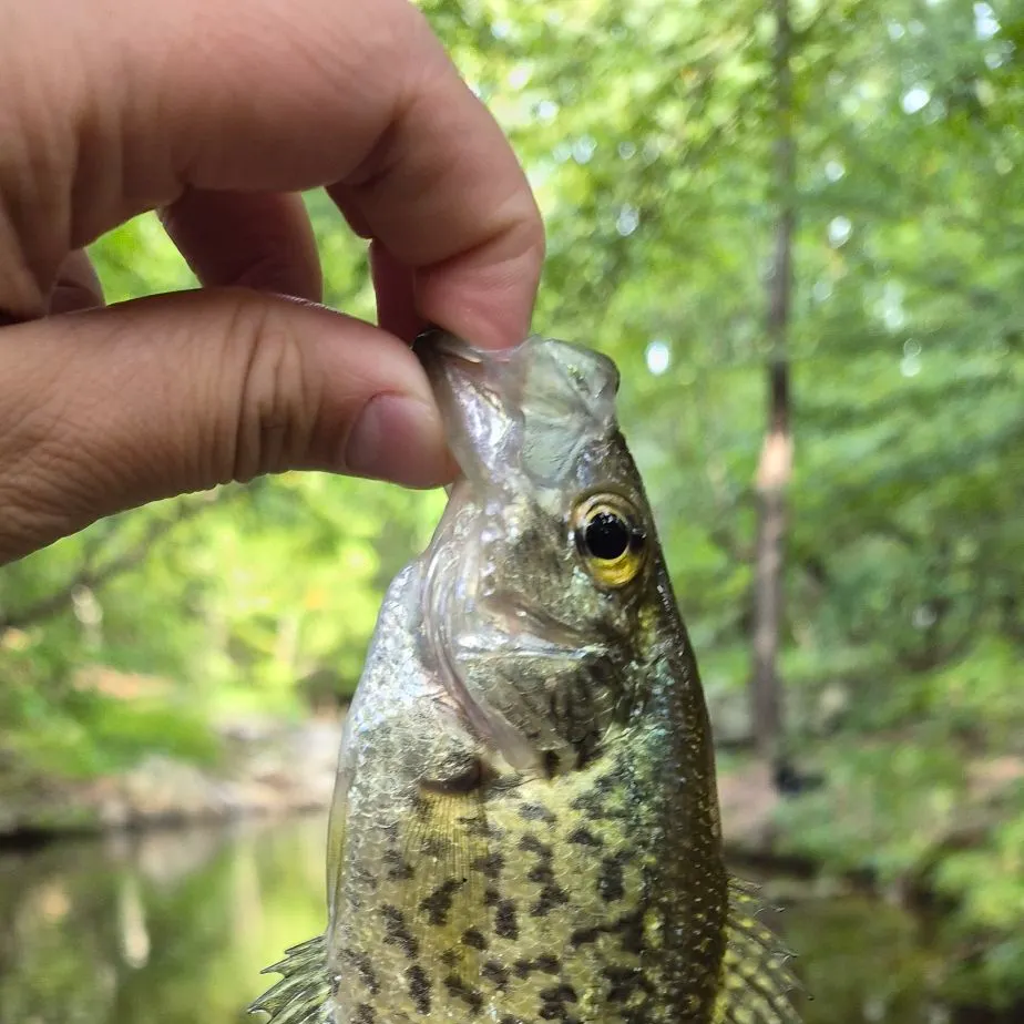 Black crappie caught on Fishbrain