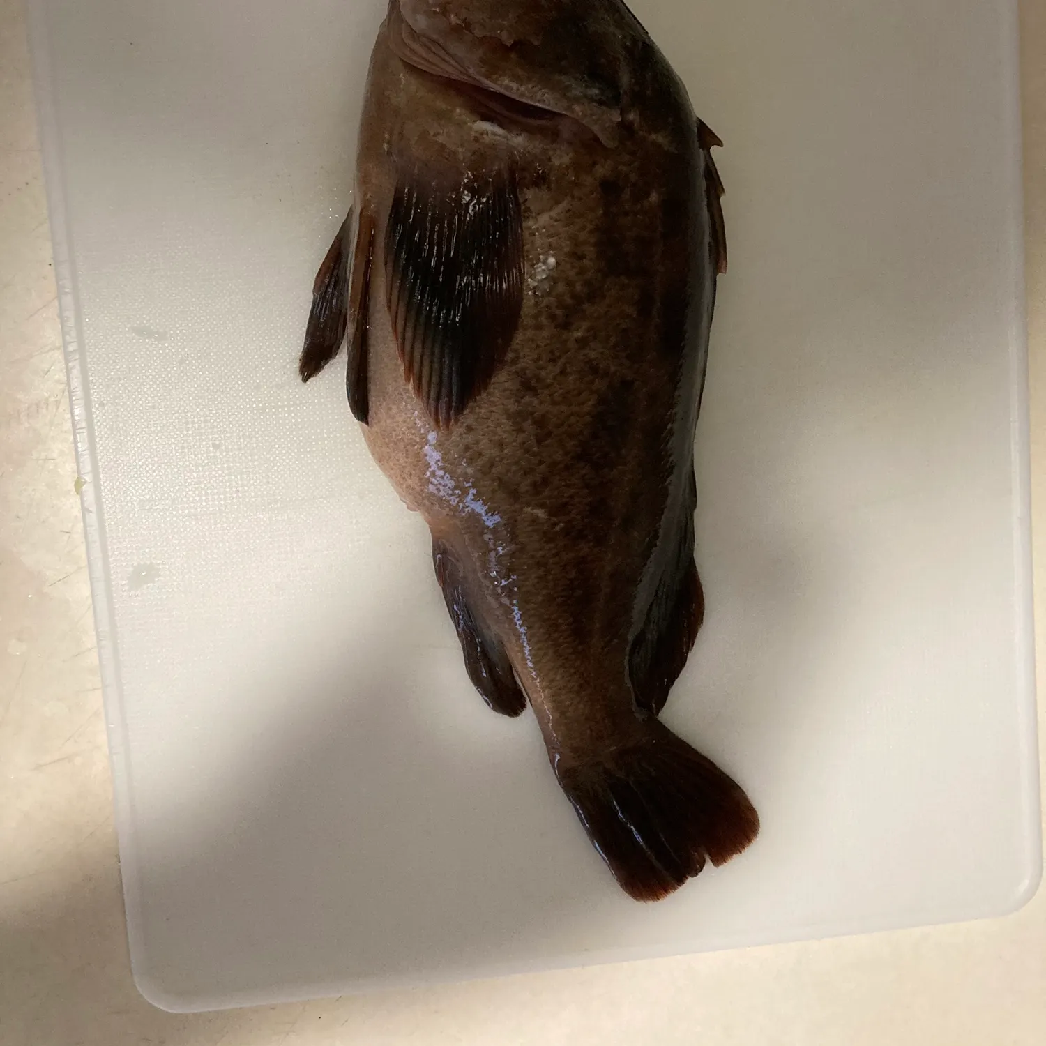 The most recent Brown rockfish catches on Fishbrain