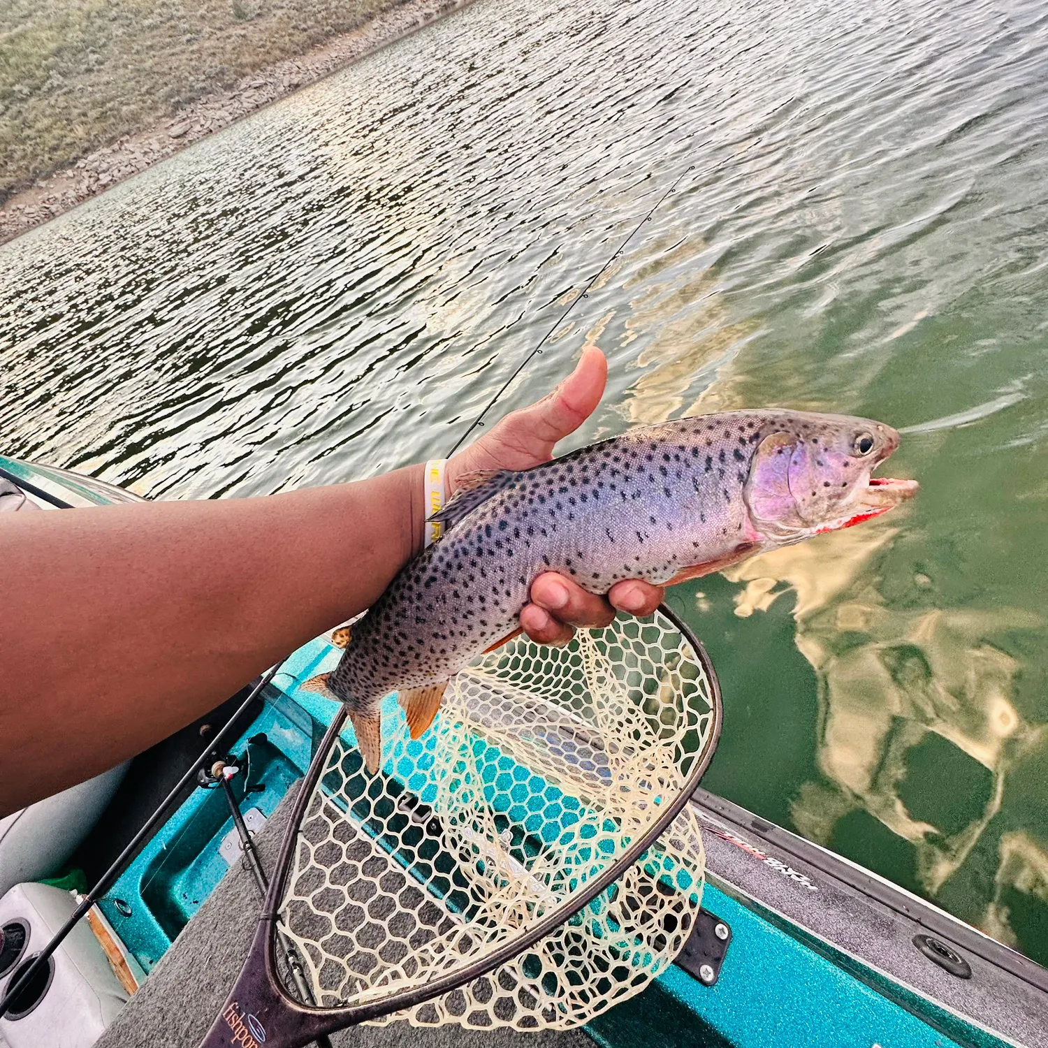 The most recent Cutthroat trout catches on Fishbrain