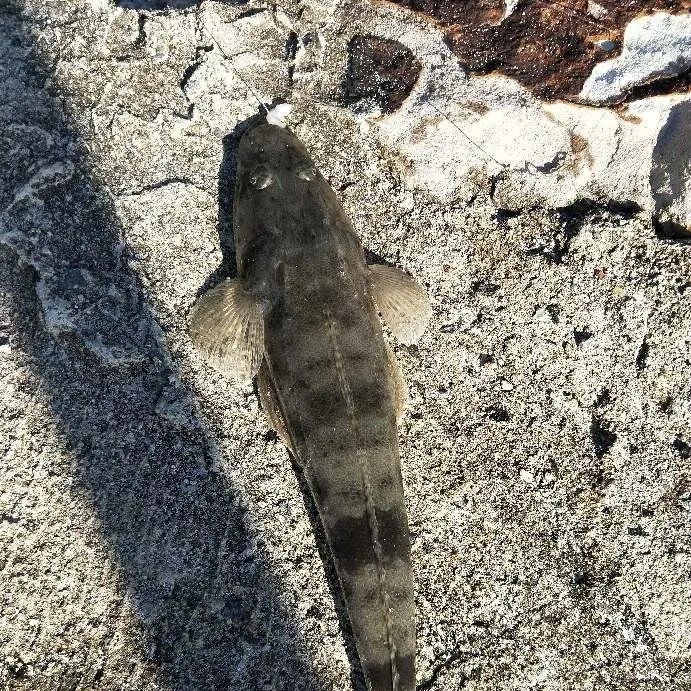 Dusky flathead caught on Fishbrain
