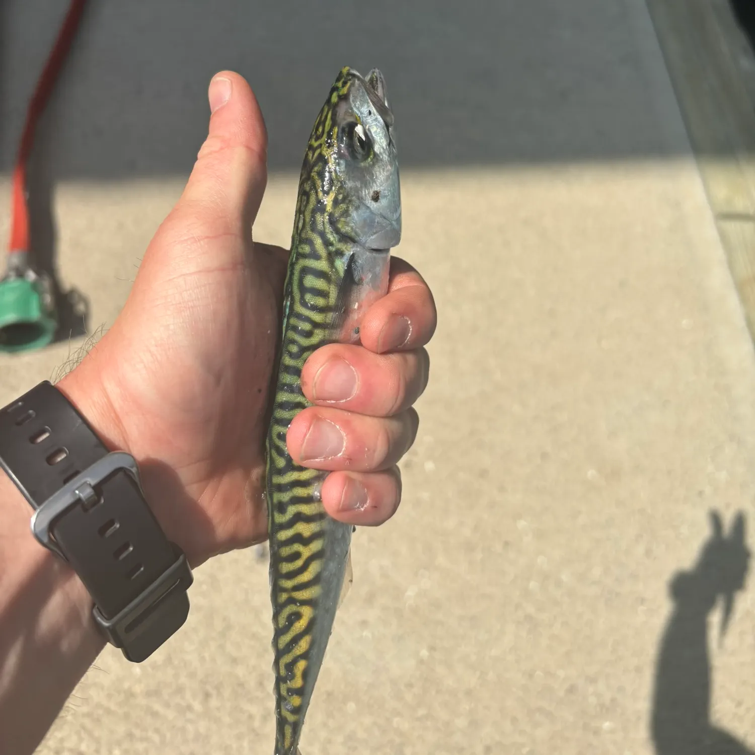 catch