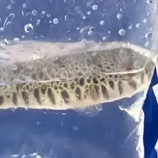 The most recent Common toadfish catches on Fishbrain