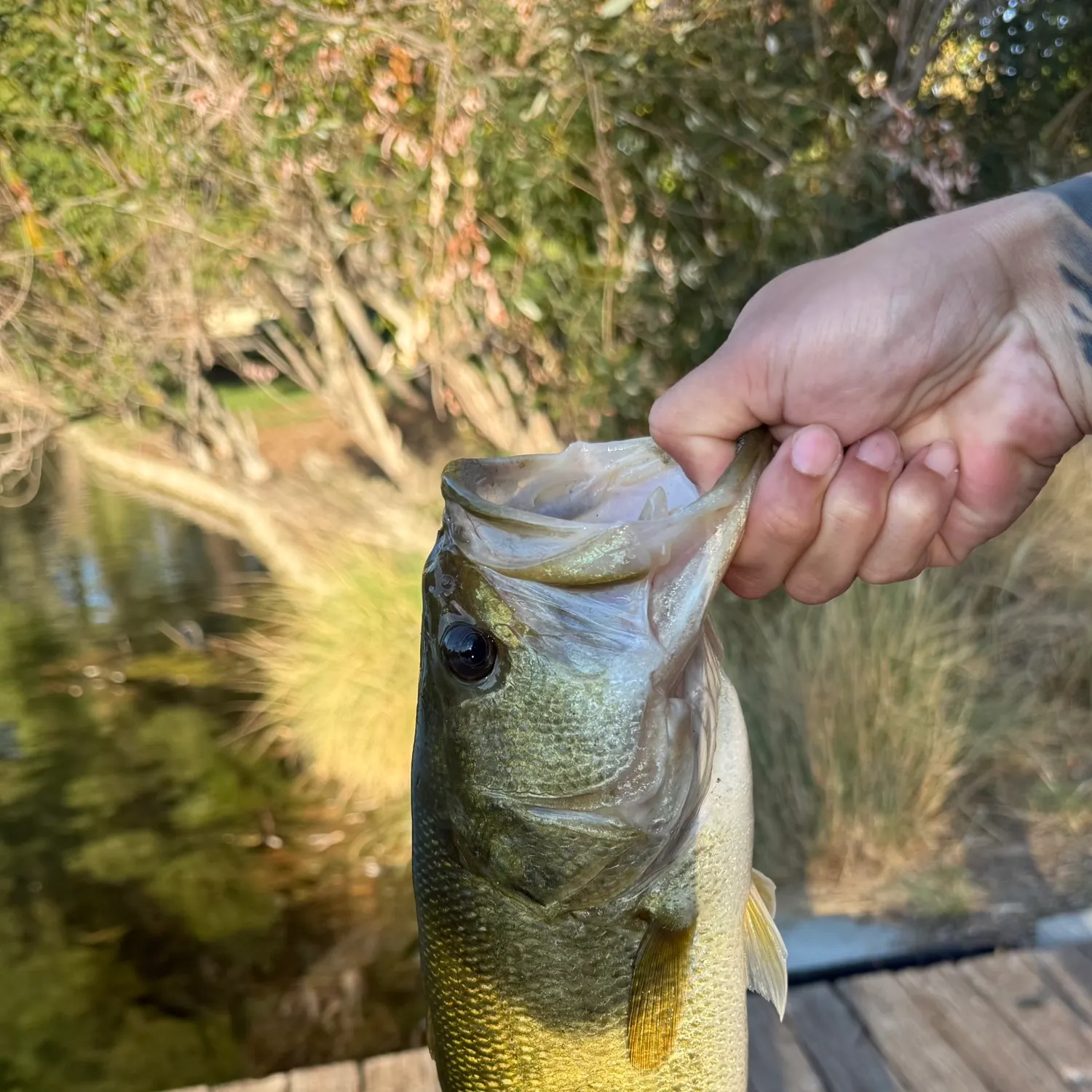 Fish caught on Fishbrain