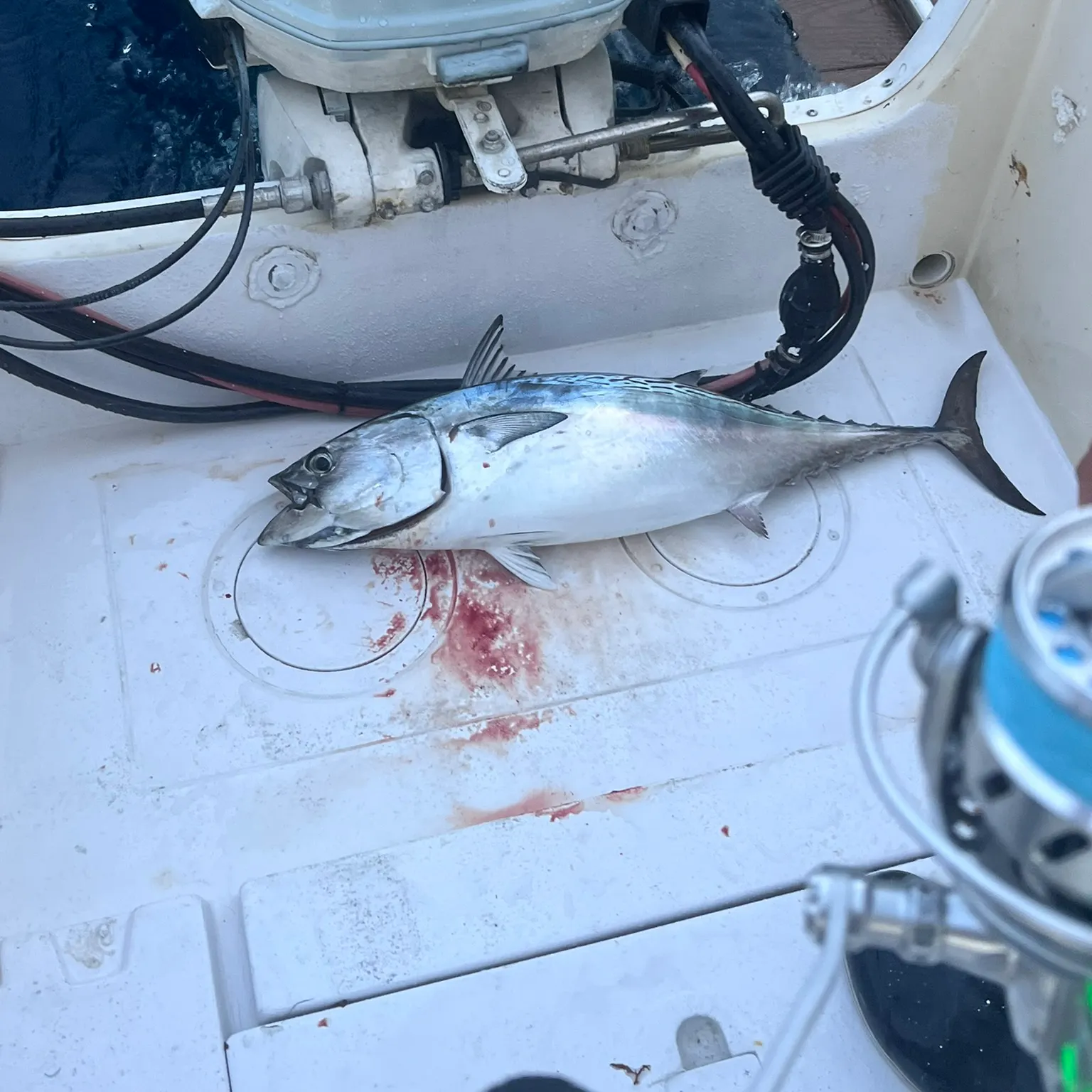 The most recent Little tunny catches on Fishbrain