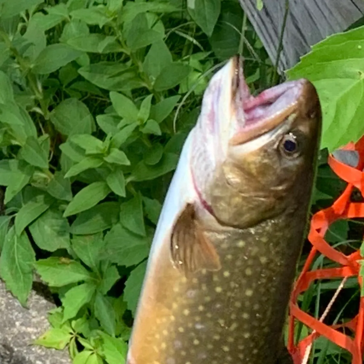 Brook trout caught on Fishbrain