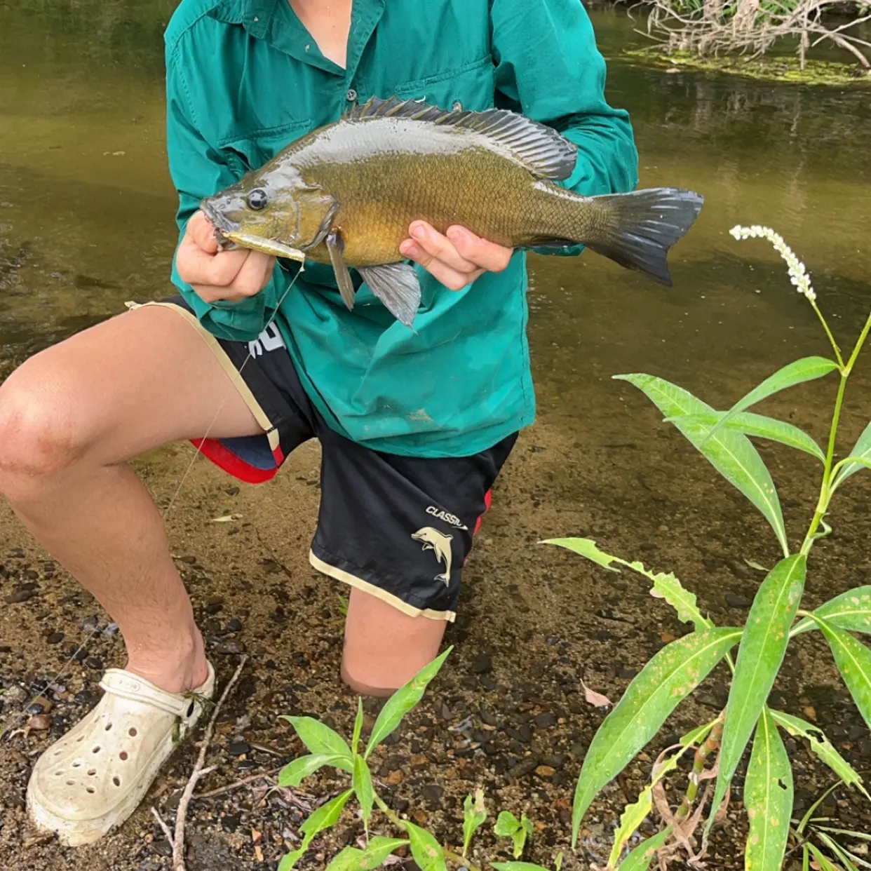 The most recent Sooty grunter catches on Fishbrain