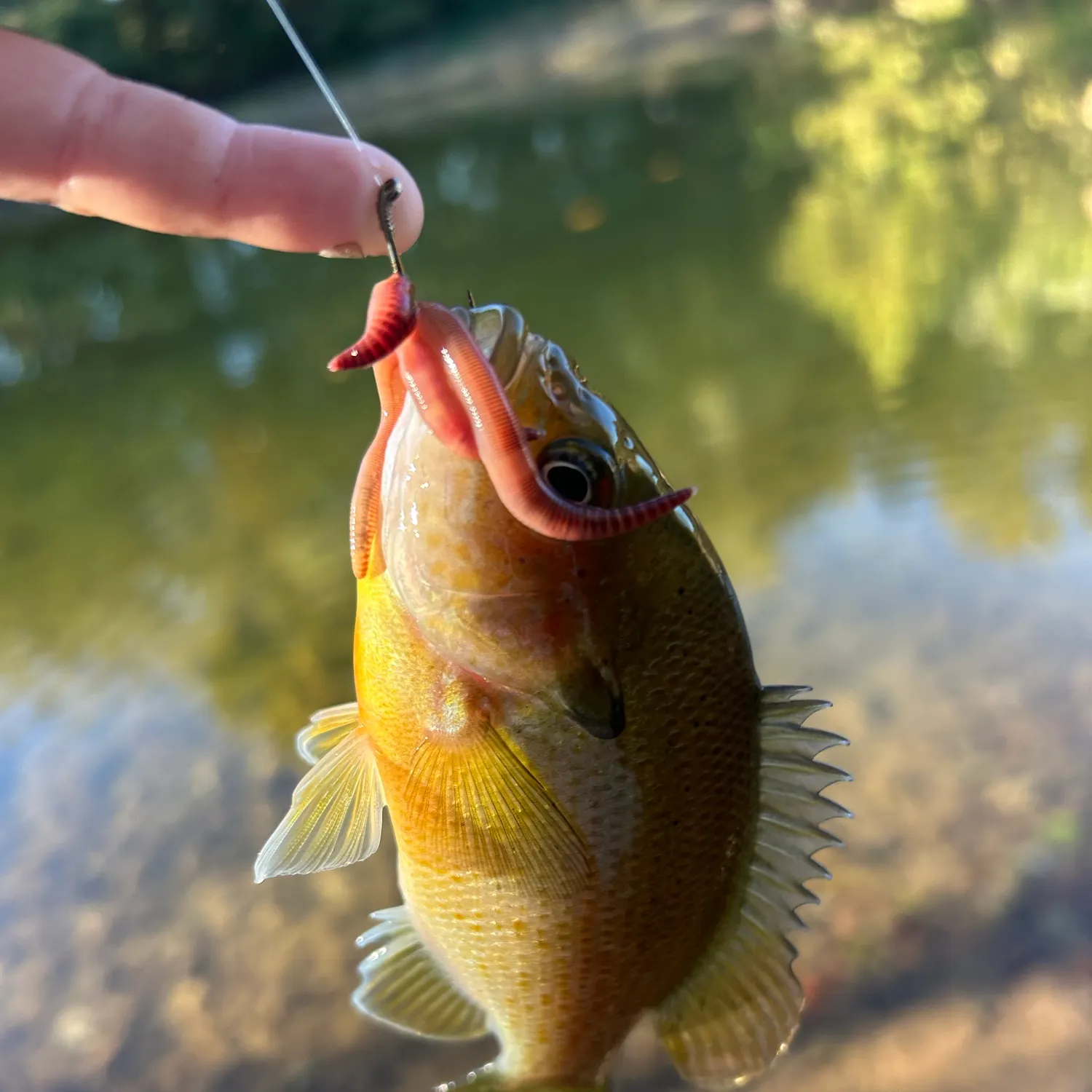 Redbreast sunfish caught on Fishbrain