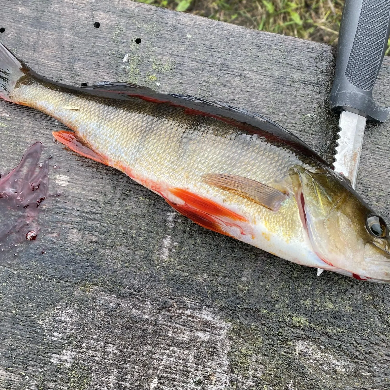 European perch caught on Fishbrain
