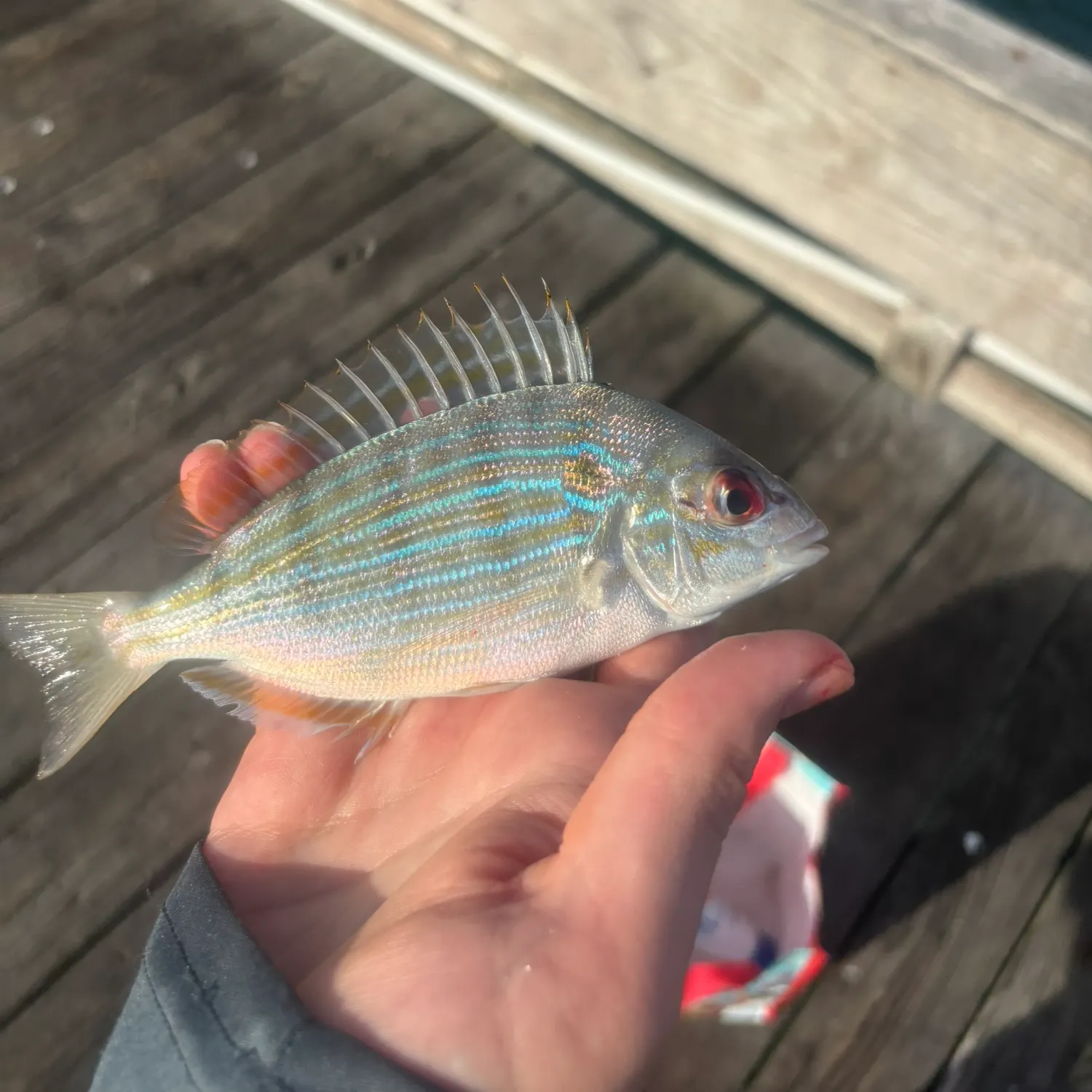 Pinfish caught on Fishbrain