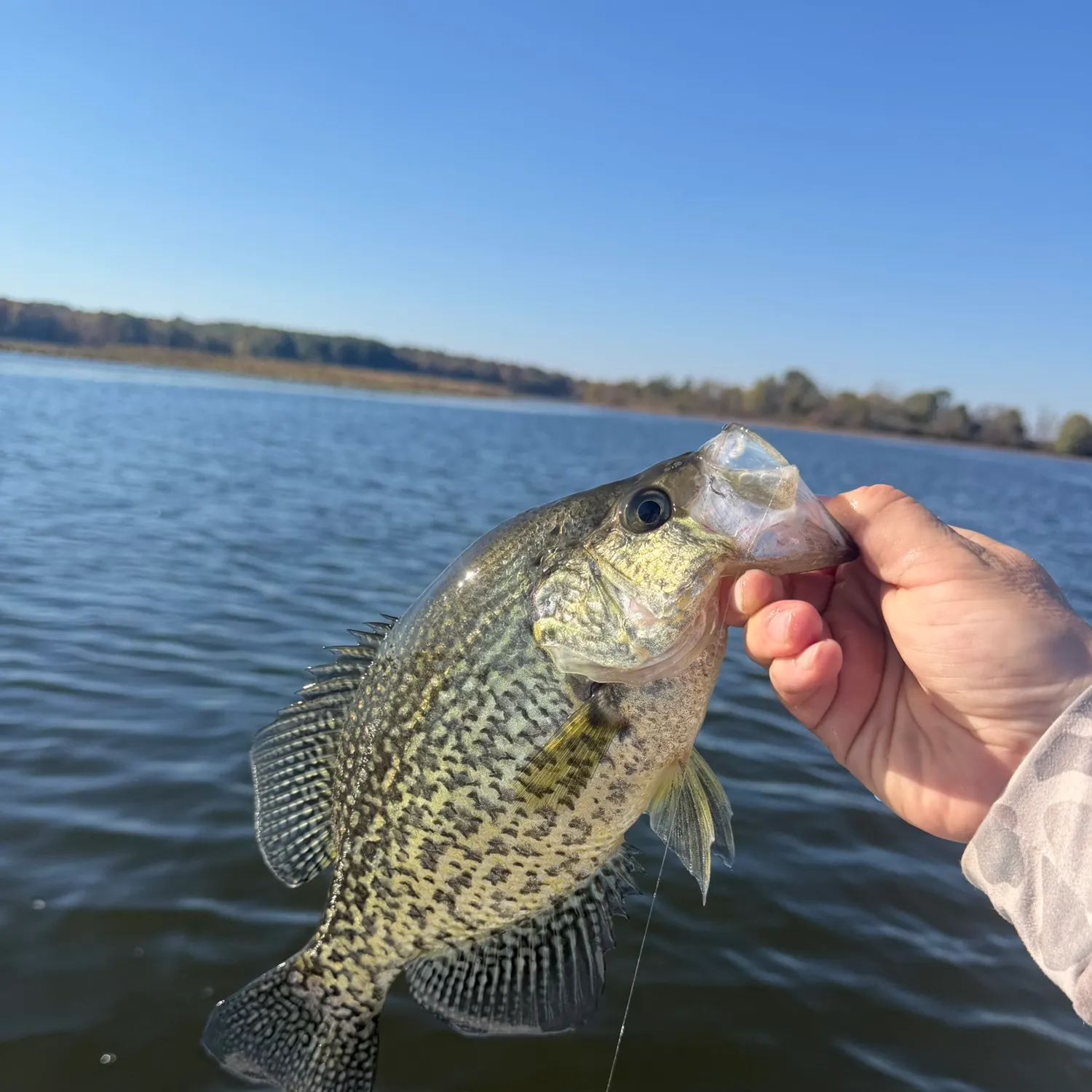Black crappie caught on Fishbrain
