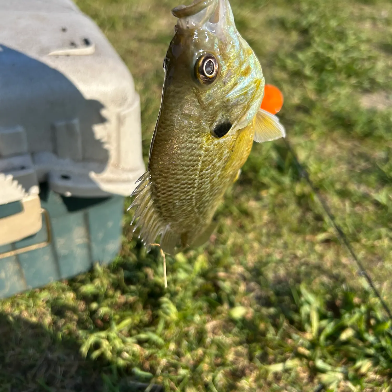 The most recent Bluegill catches on Fishbrain