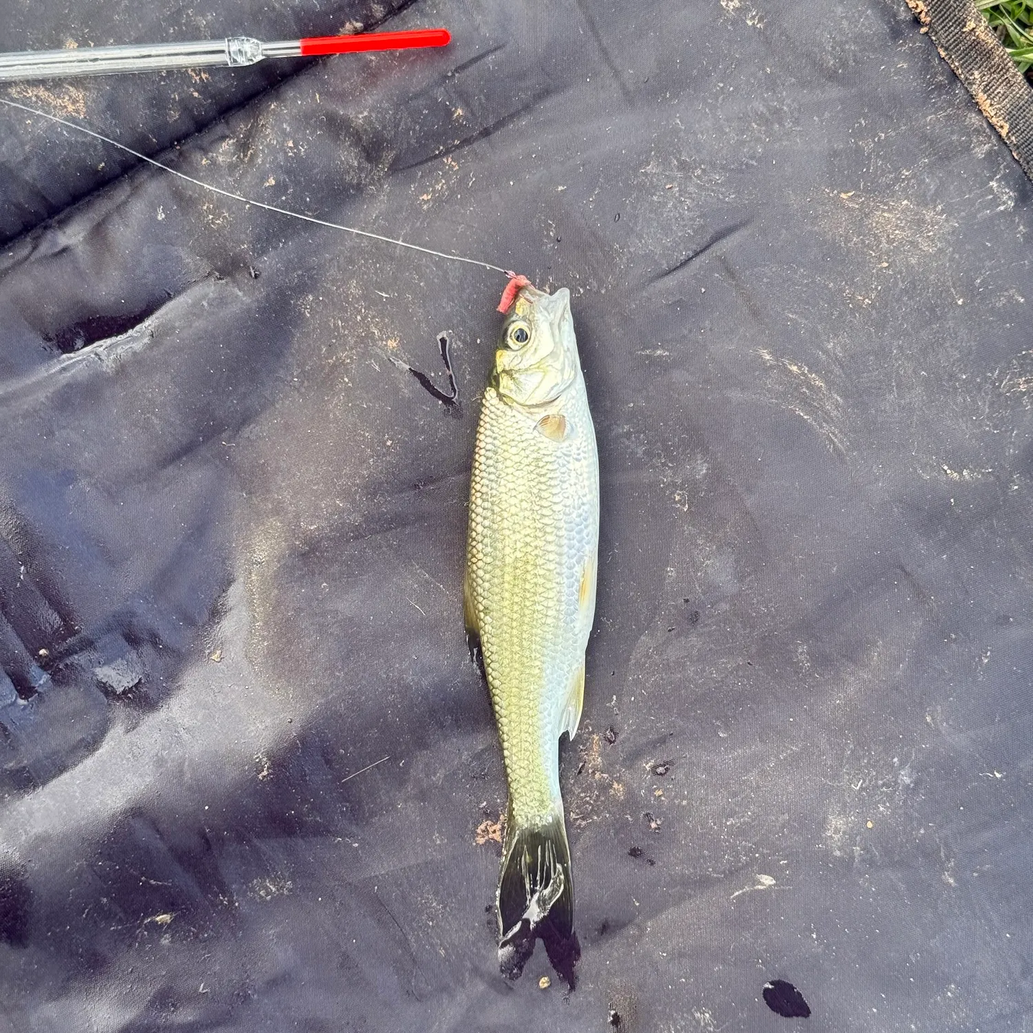 Common dace caught on Fishbrain