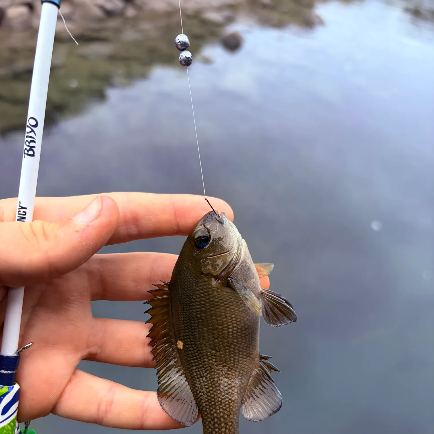 The most recent Opaleye catches on Fishbrain