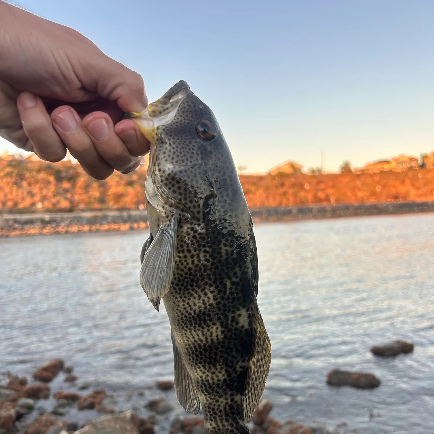 Spotted sand bass caught on Fishbrain