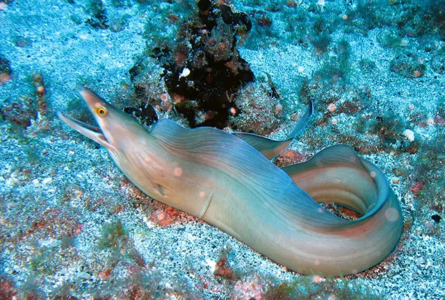 Purplemouth moray