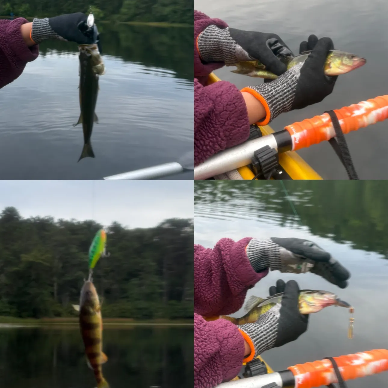 Fish caught on Fishbrain