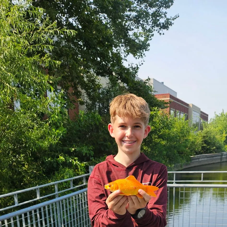 Goldfish caught on Fishbrain