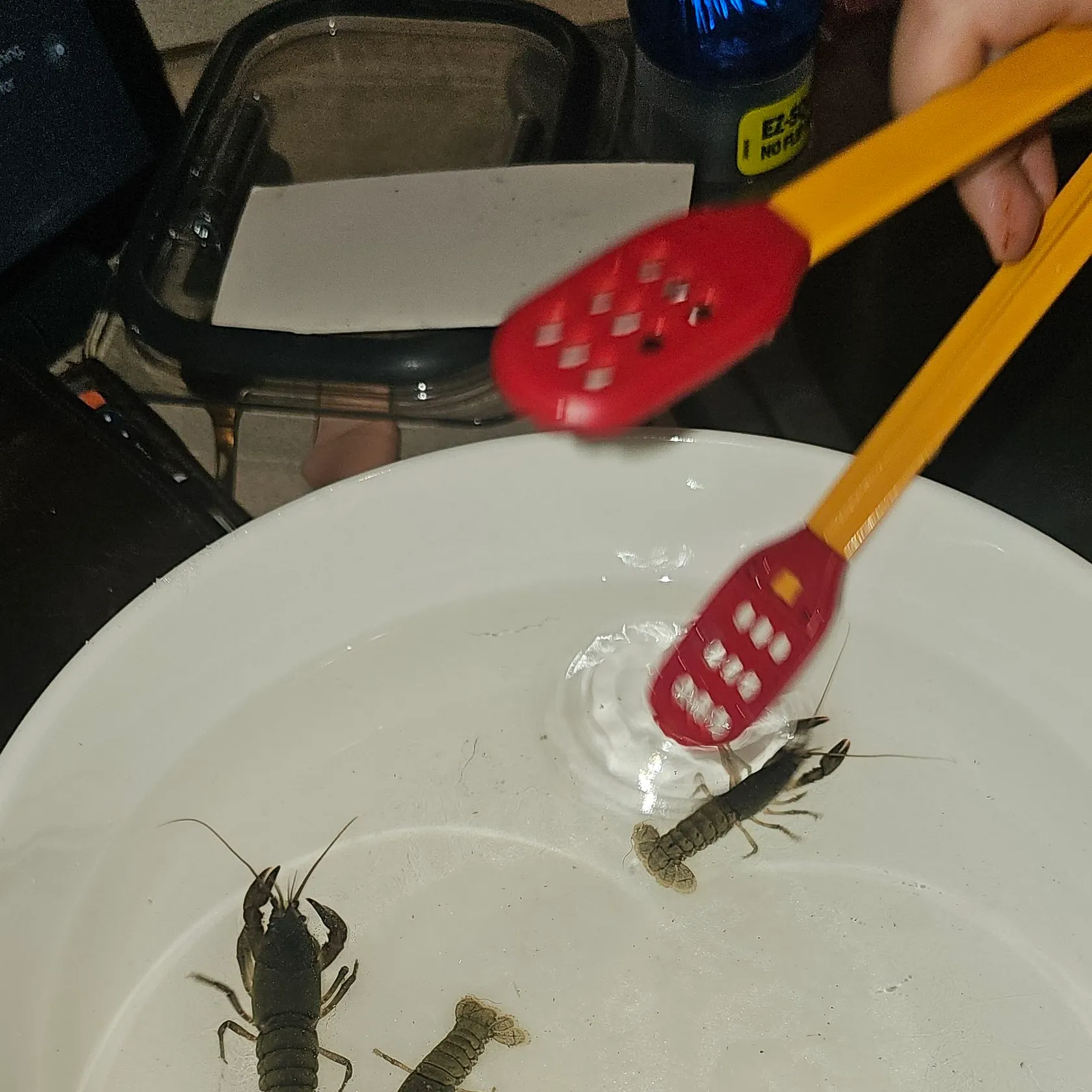 The most recent Virile crayfish catches on Fishbrain