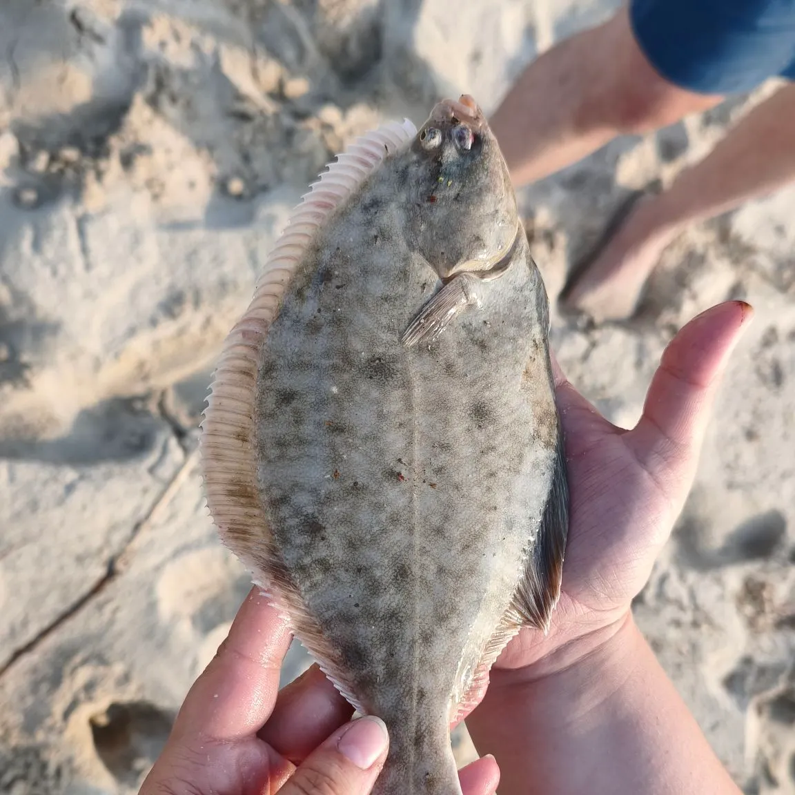 The most recent Common sole catches on Fishbrain