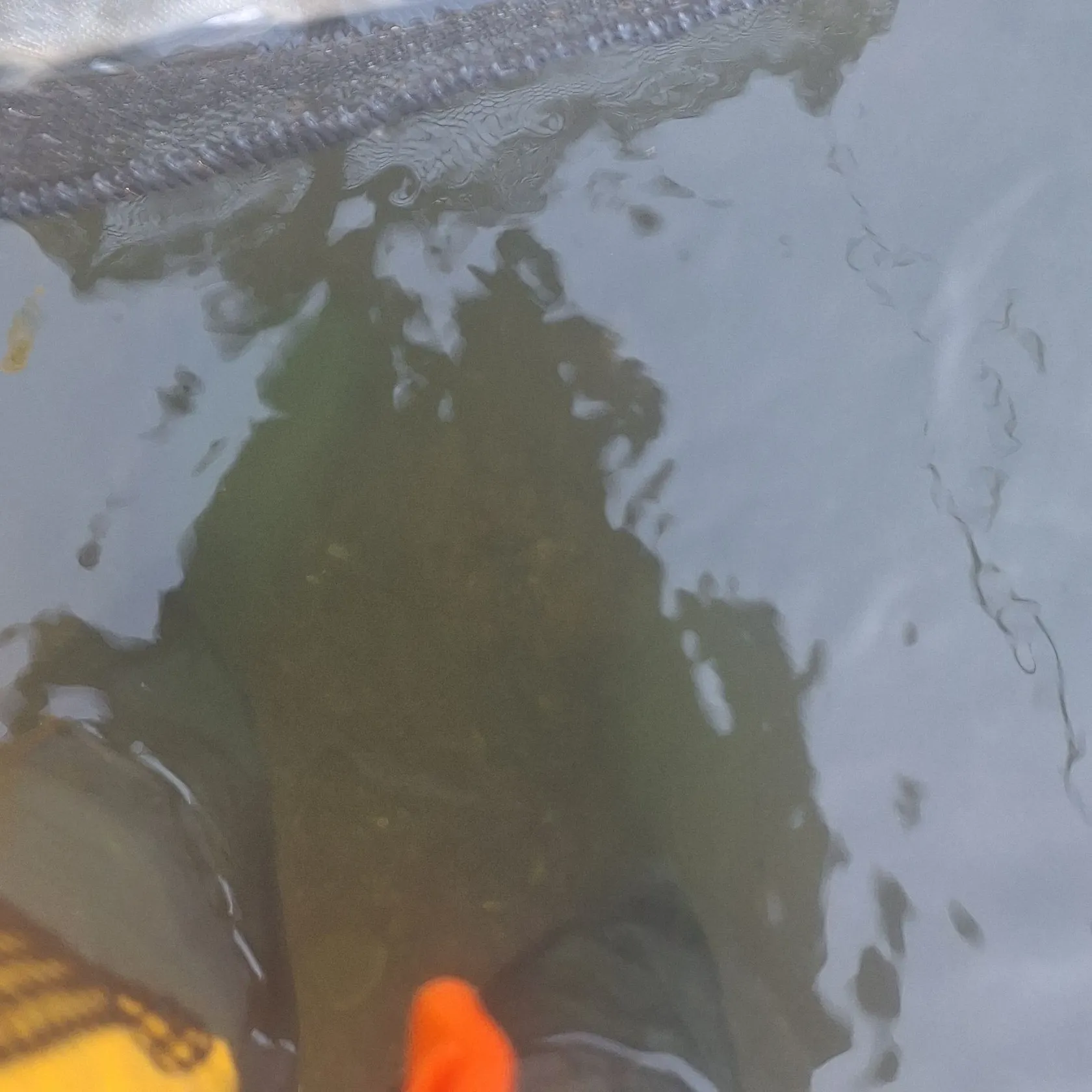 Chum salmon caught on Fishbrain