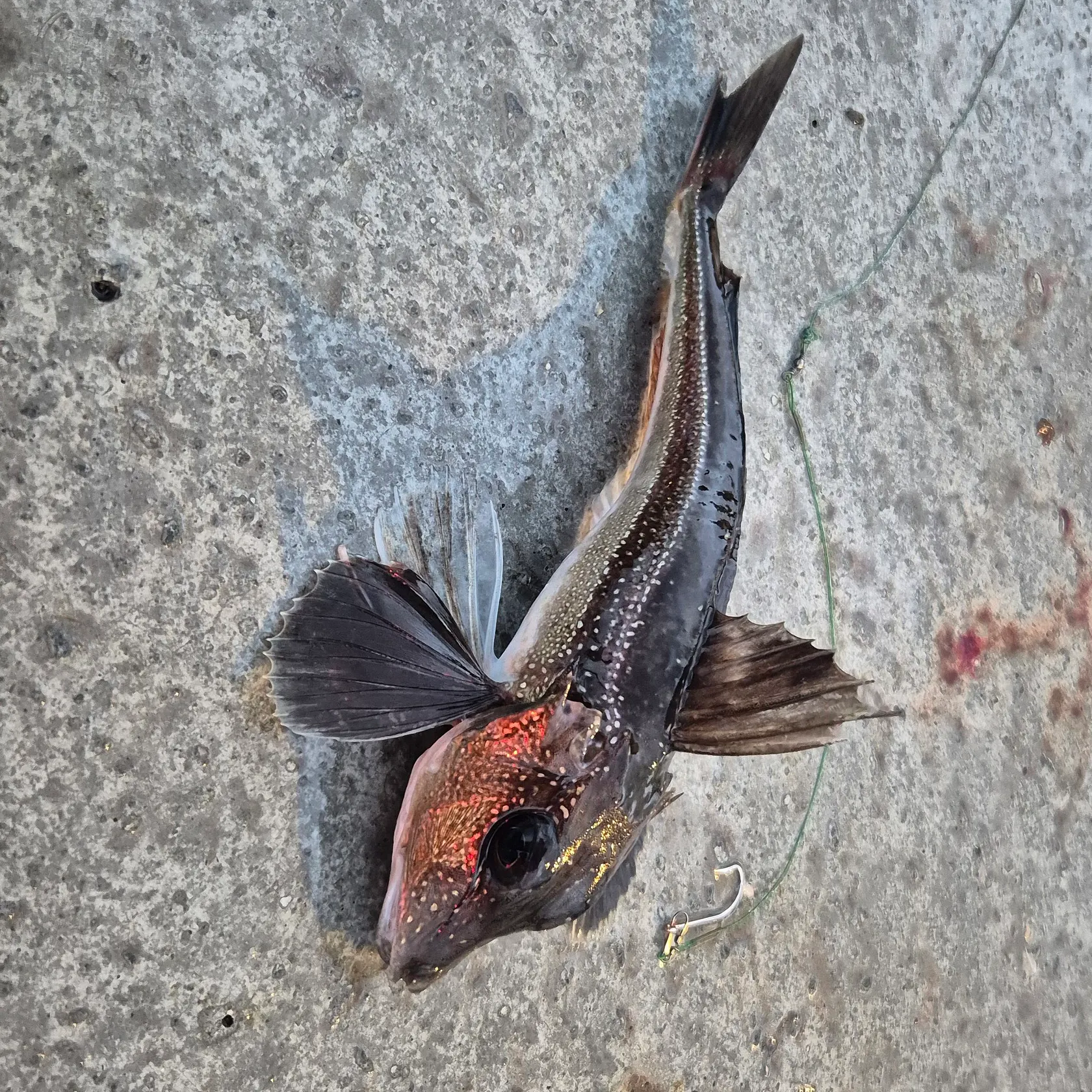 The most recent Grey gurnard catches on Fishbrain