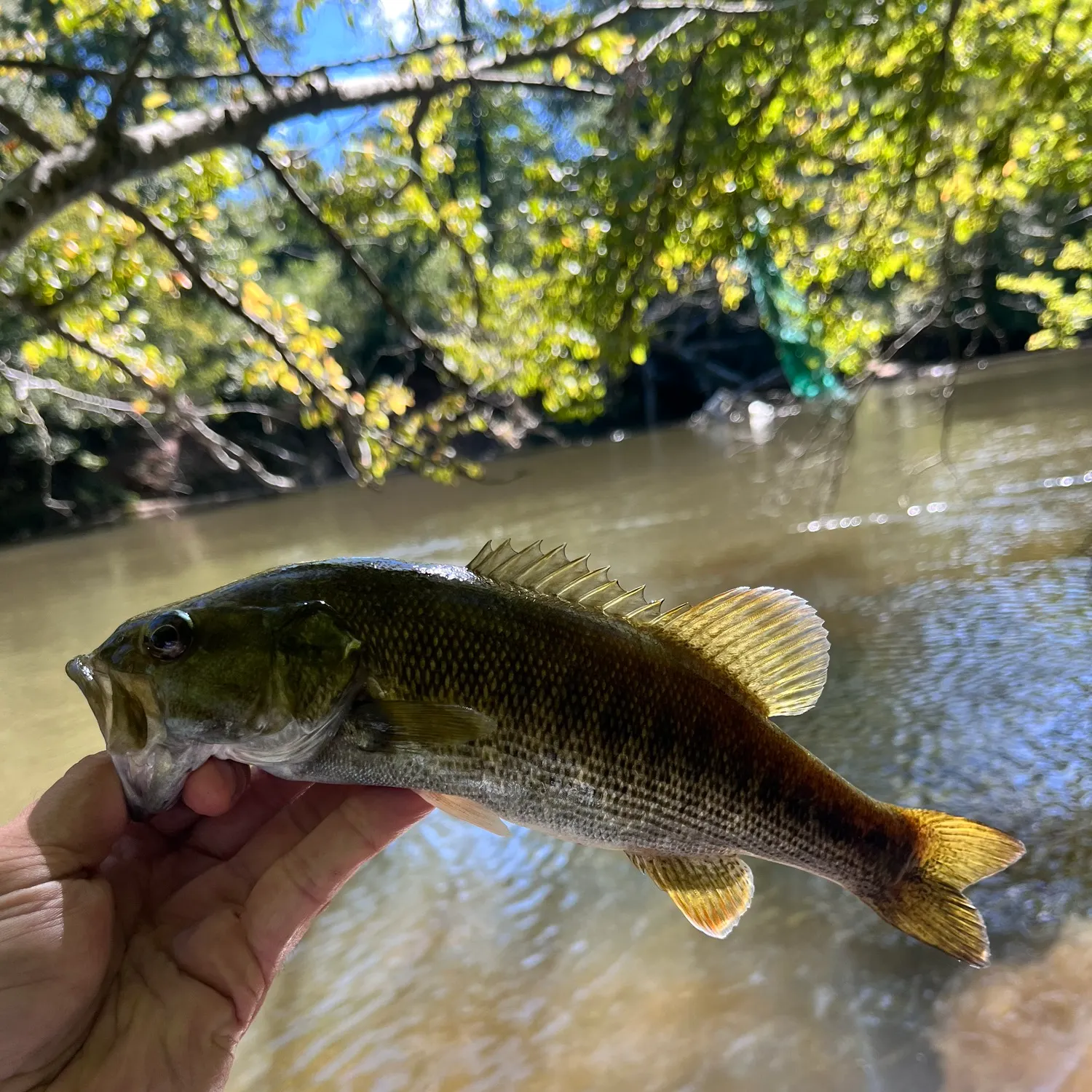 Redeye bass caught on Fishbrain