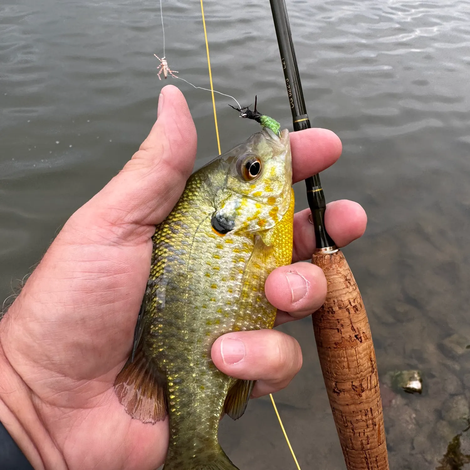Bluegill caught on Fishbrain