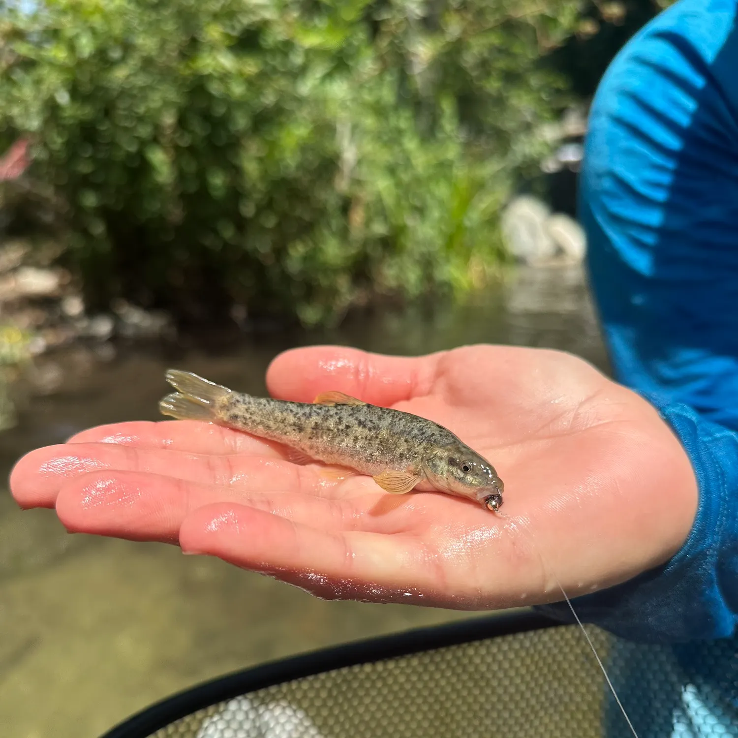 The most recent Speckled dace catches on Fishbrain