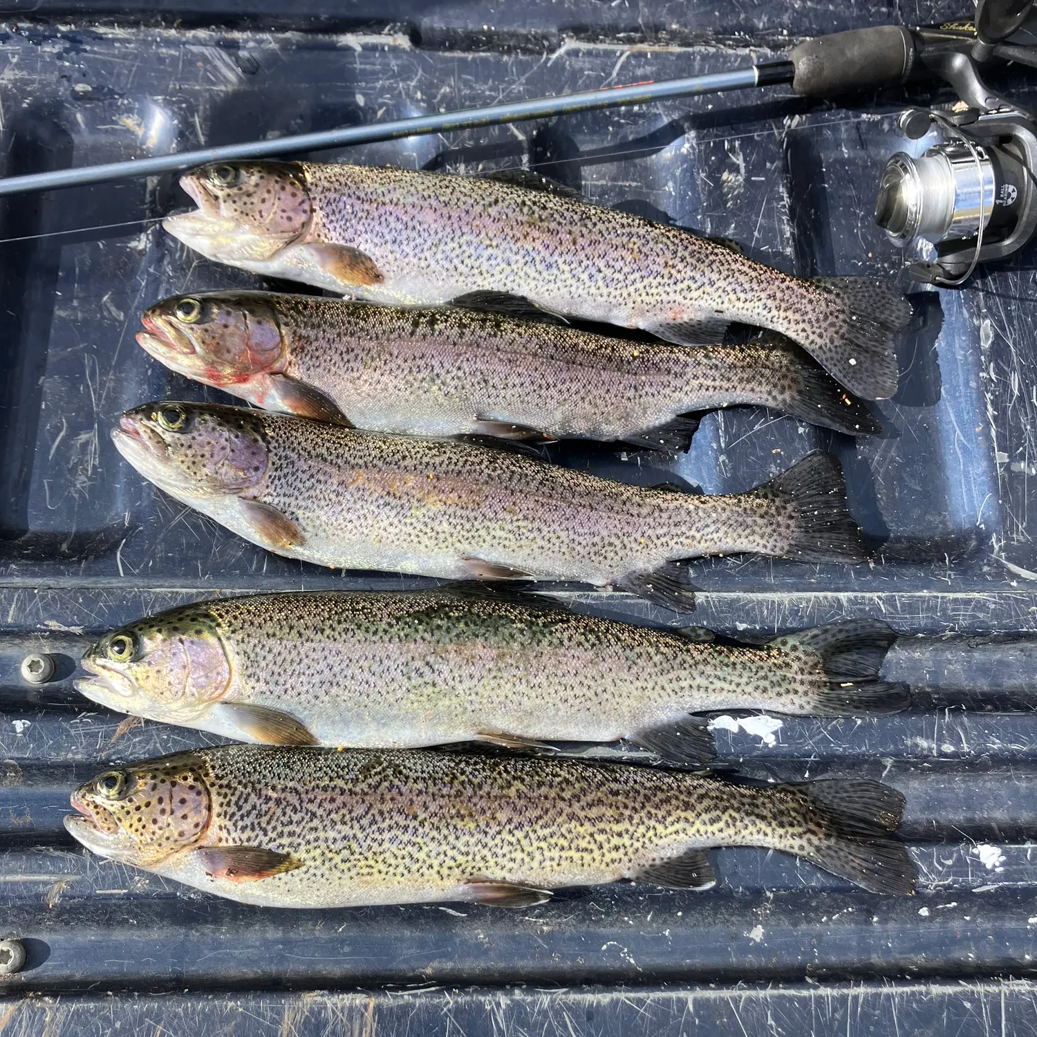 recently logged catches