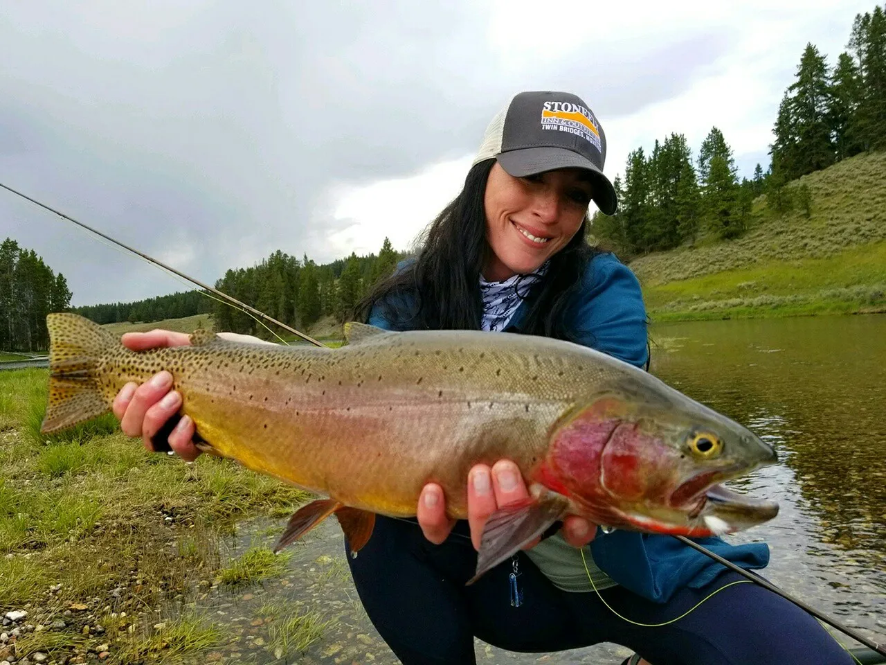 Cutthroat trout