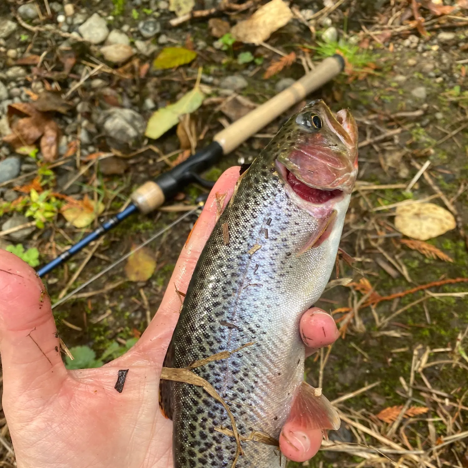 Cutthroat trout caught on Fishbrain