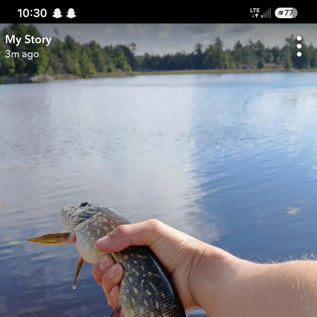 Northern pike caught on Fishbrain