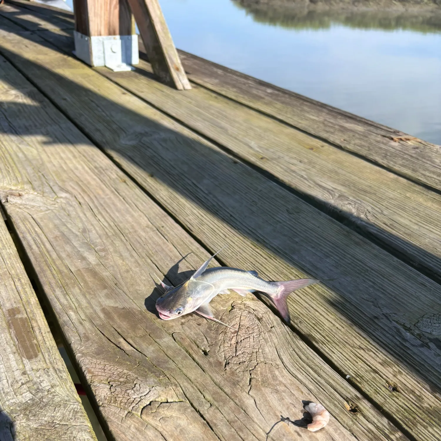 Gafftopsail sea catfish caught on Fishbrain
