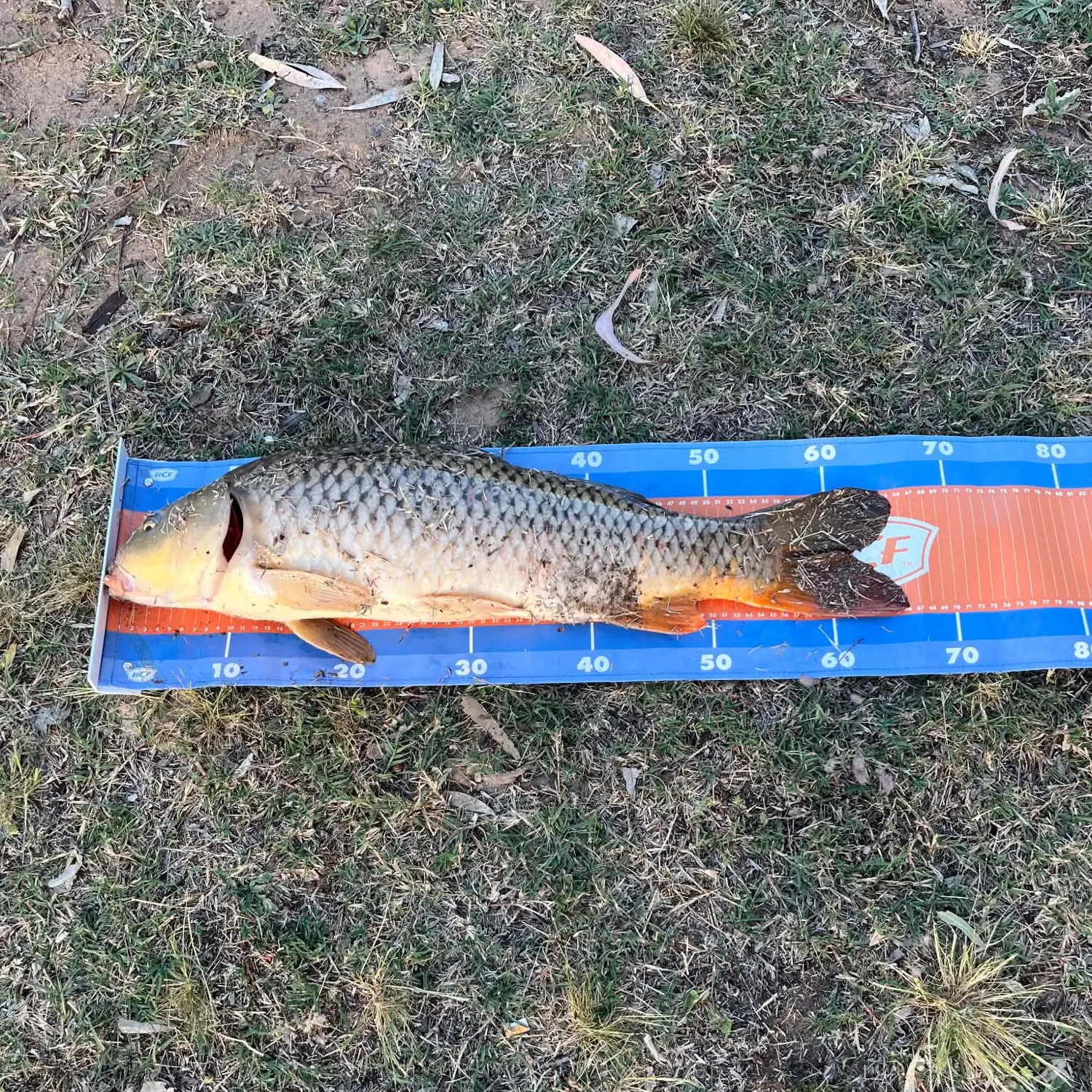 Common carp caught on Fishbrain