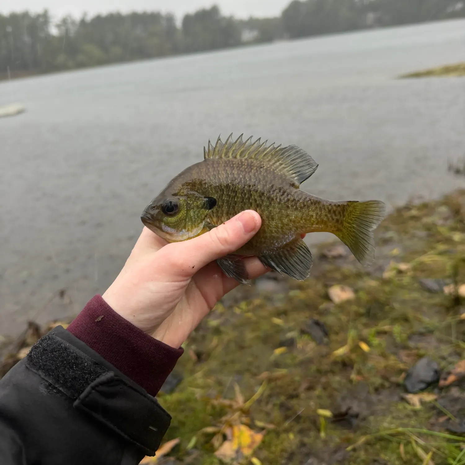 Bluegill caught on Fishbrain
